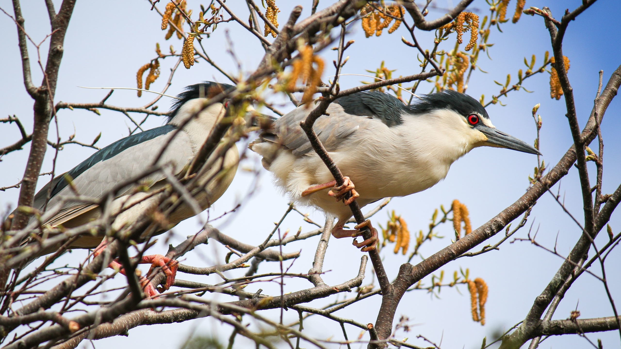 black-crowned night heron, lincoln park zoo, chicago, nycticorax nycticorax