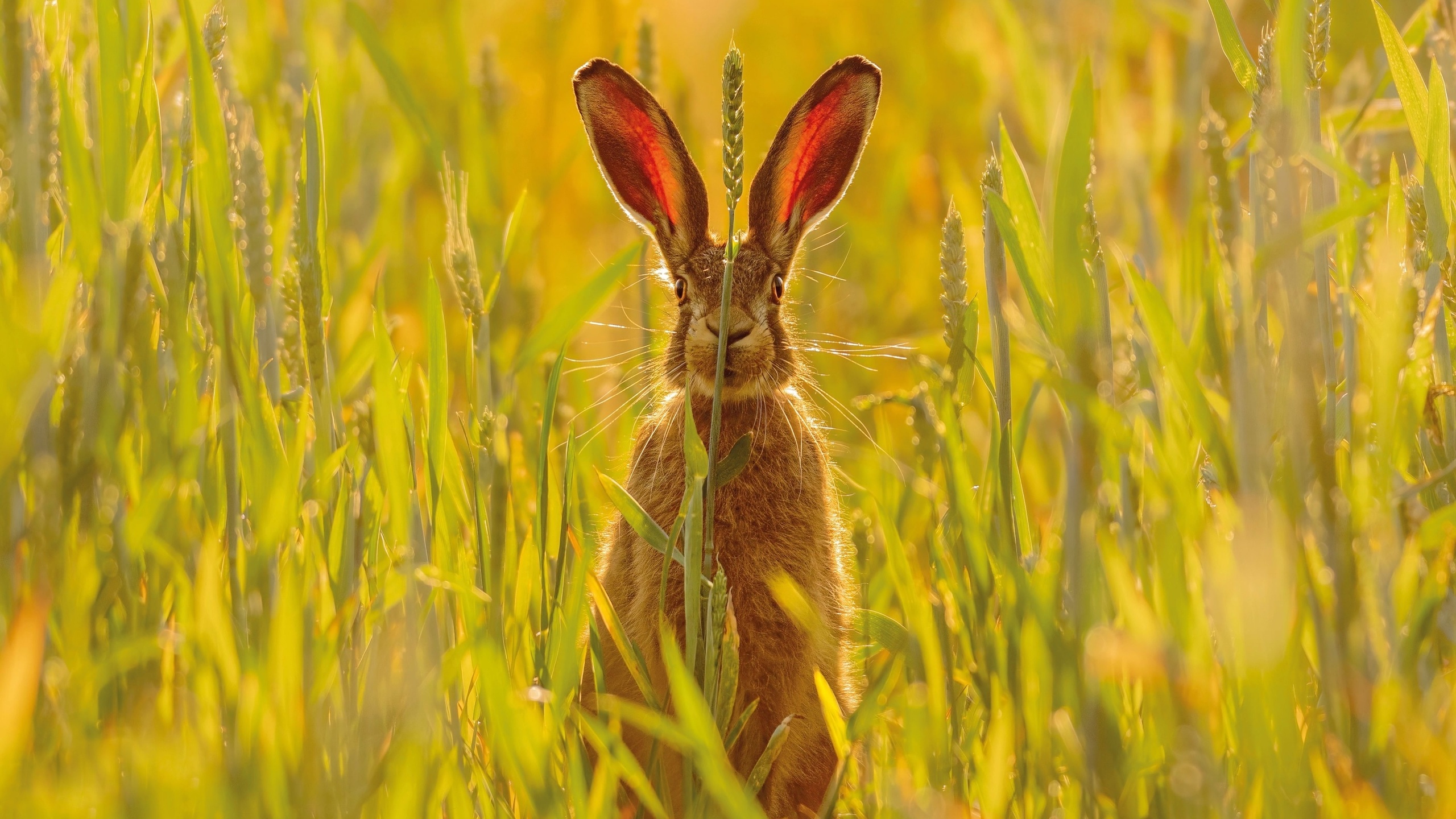 hare, skomer island, pembrokeshire