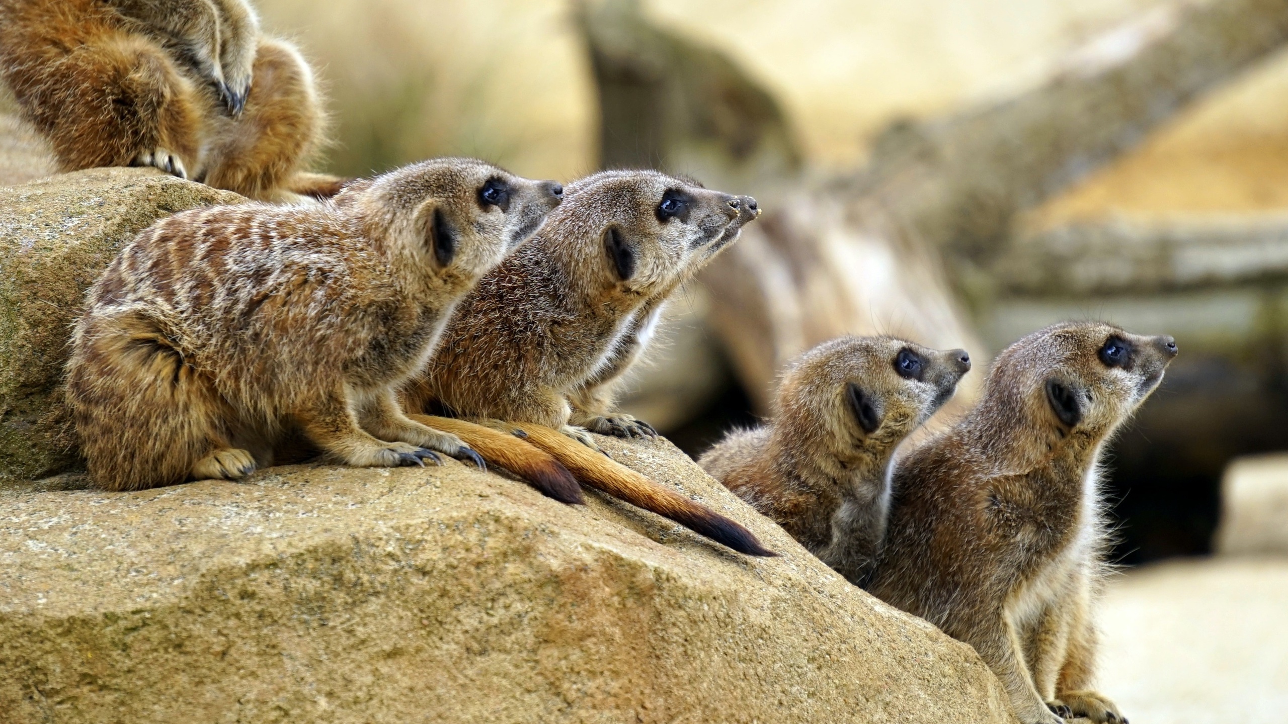 animals, mammals, meerkat group, zoo