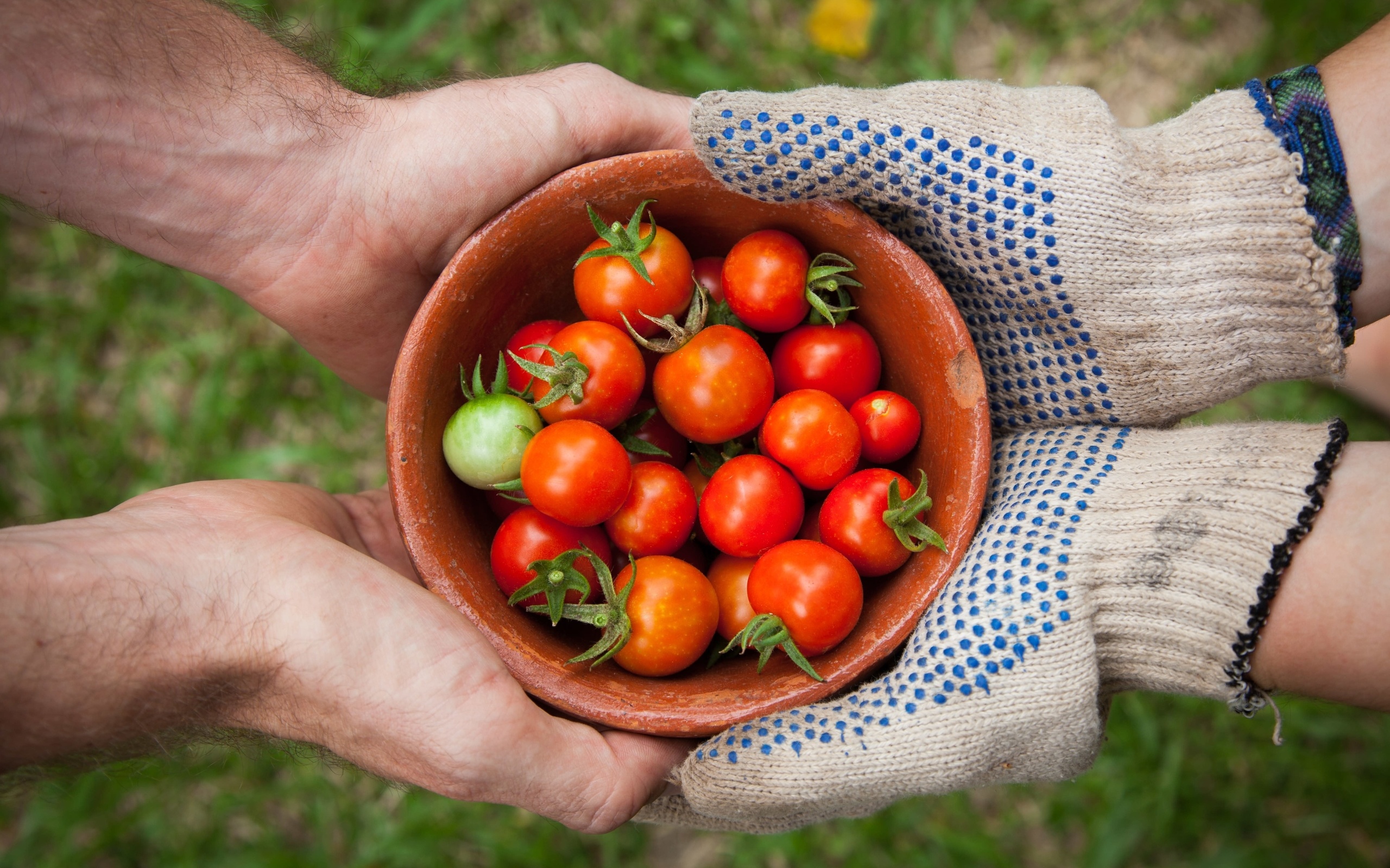 organic food, tomato garden, summer