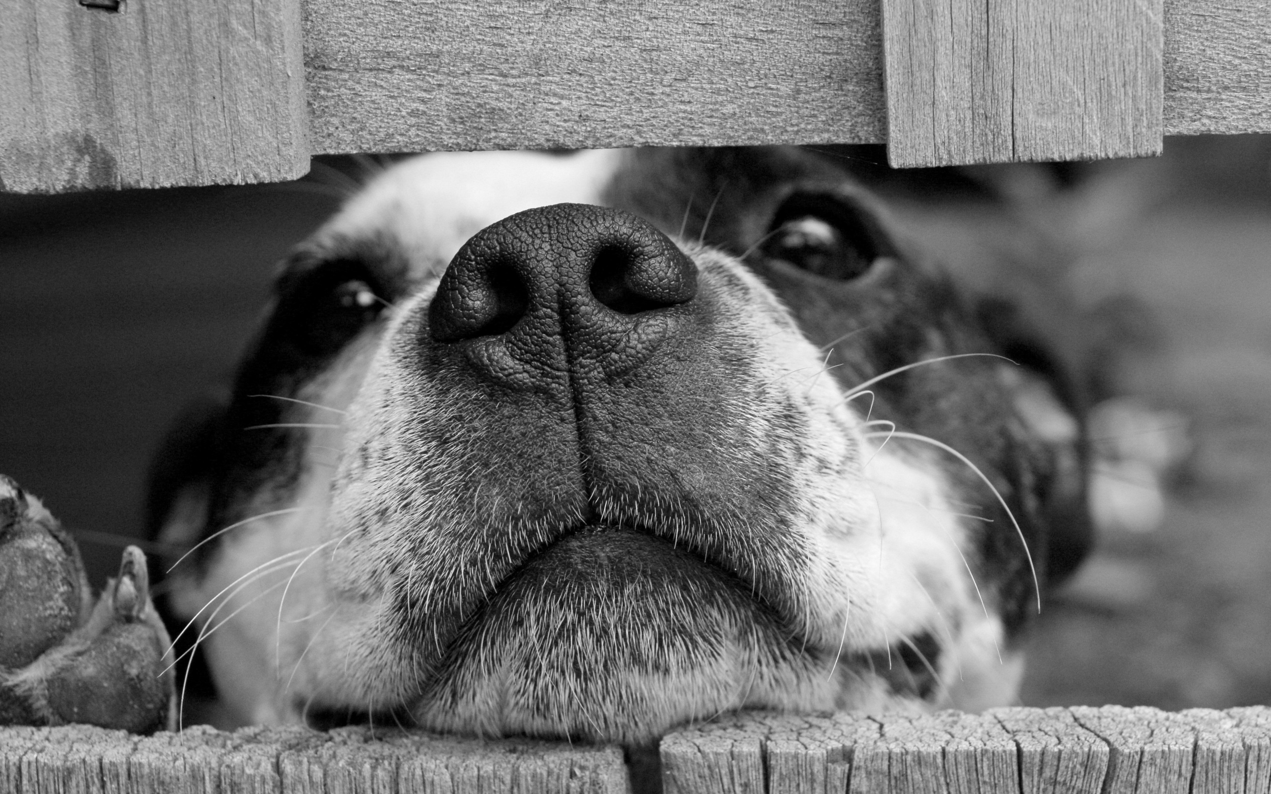 dog squashing its face through a fence, black and white puppy dog, funny animal