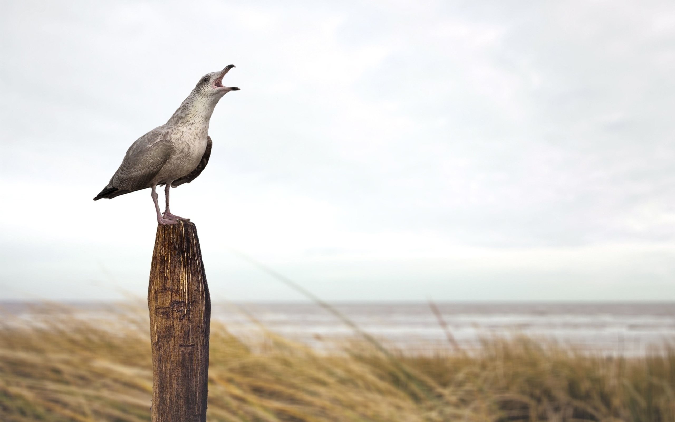 seagull, sand, bird, beach, stake