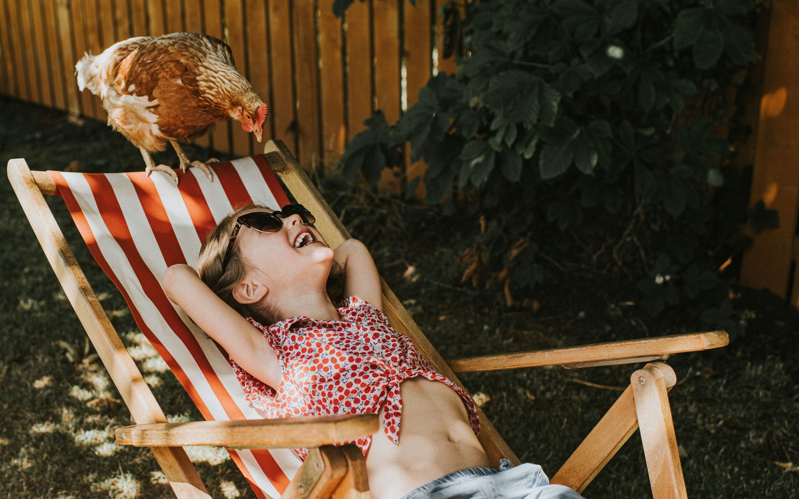 sunbathers, comedy pet, chicken, sunny morning