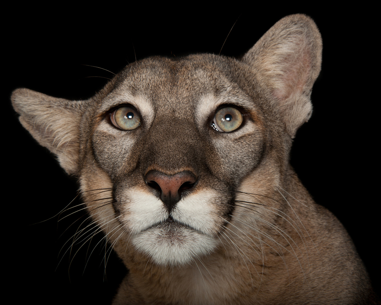 florida panther, tampas lowry park zoo, florida