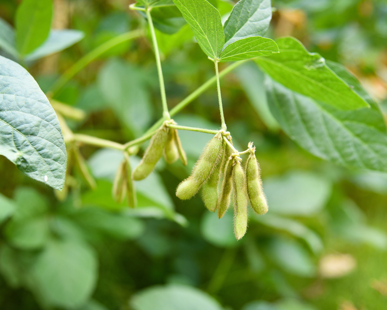 soybean, agriculture, nature