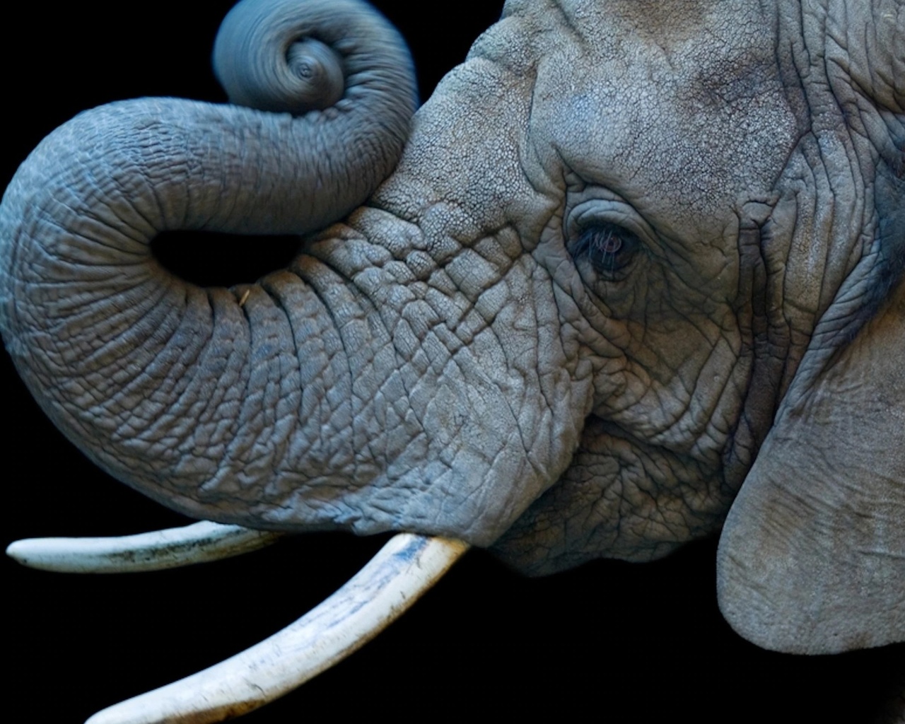 african elephant, cheyenne mountain zoo, colorado springs