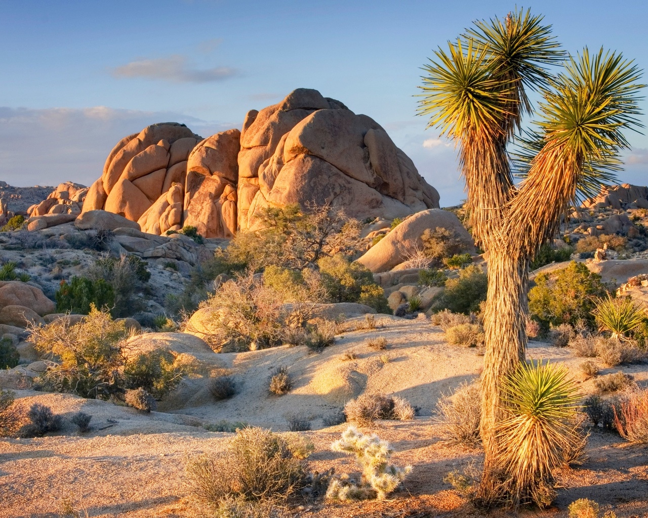 joshua tree national park, southeastern california, yucca brevifolia, joshua tree