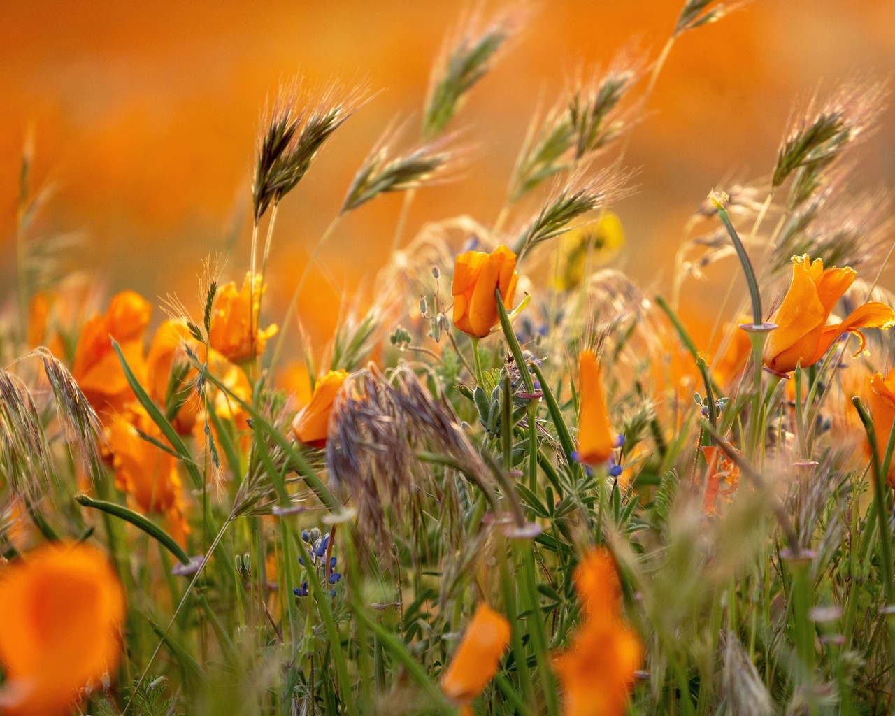 flowers, nature, breathtaking blooms