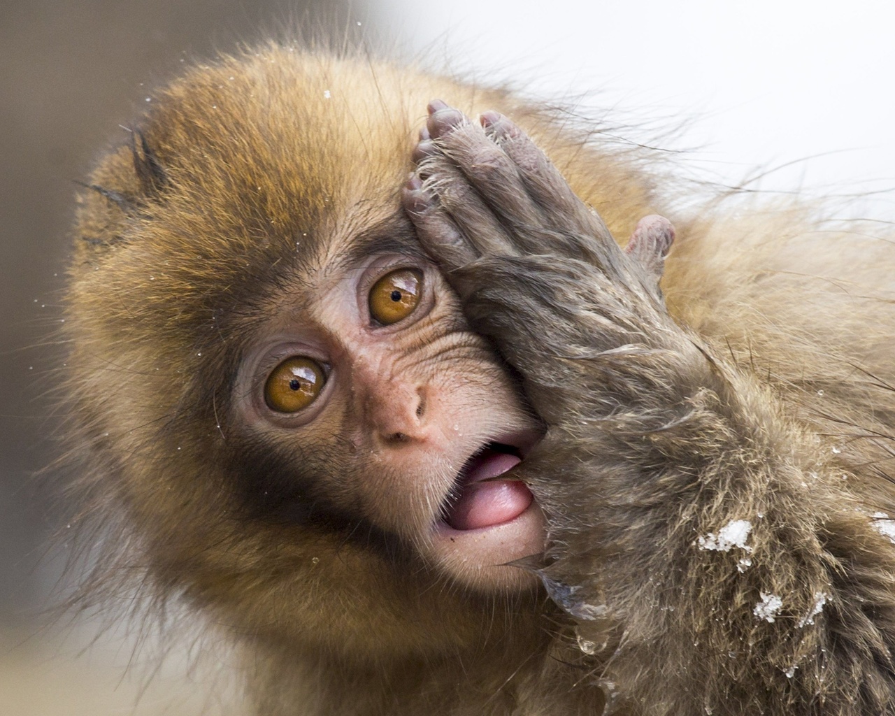 wildlife, japanese macaque, snow monkey, jigokudani monkey park, japan