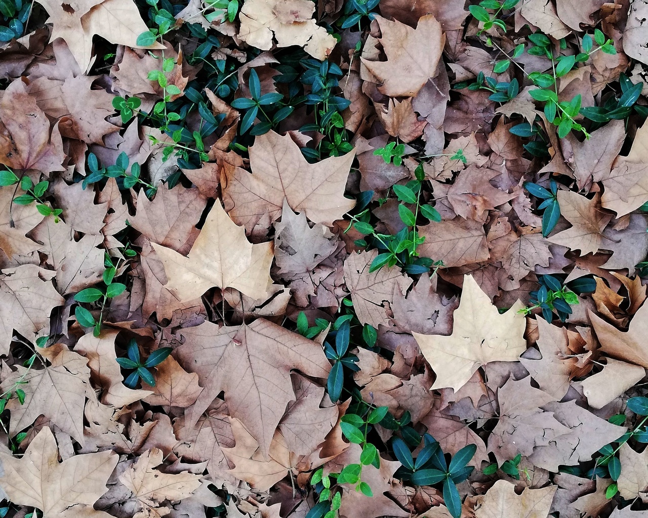 forest, ground, leaves, texture