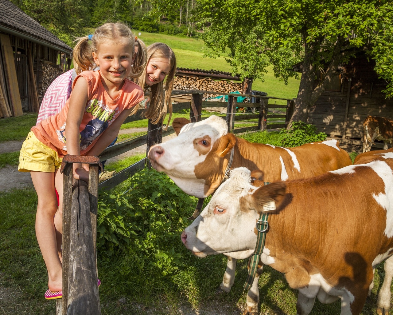 salzburg, farm holidays, austria, organic farm, cows