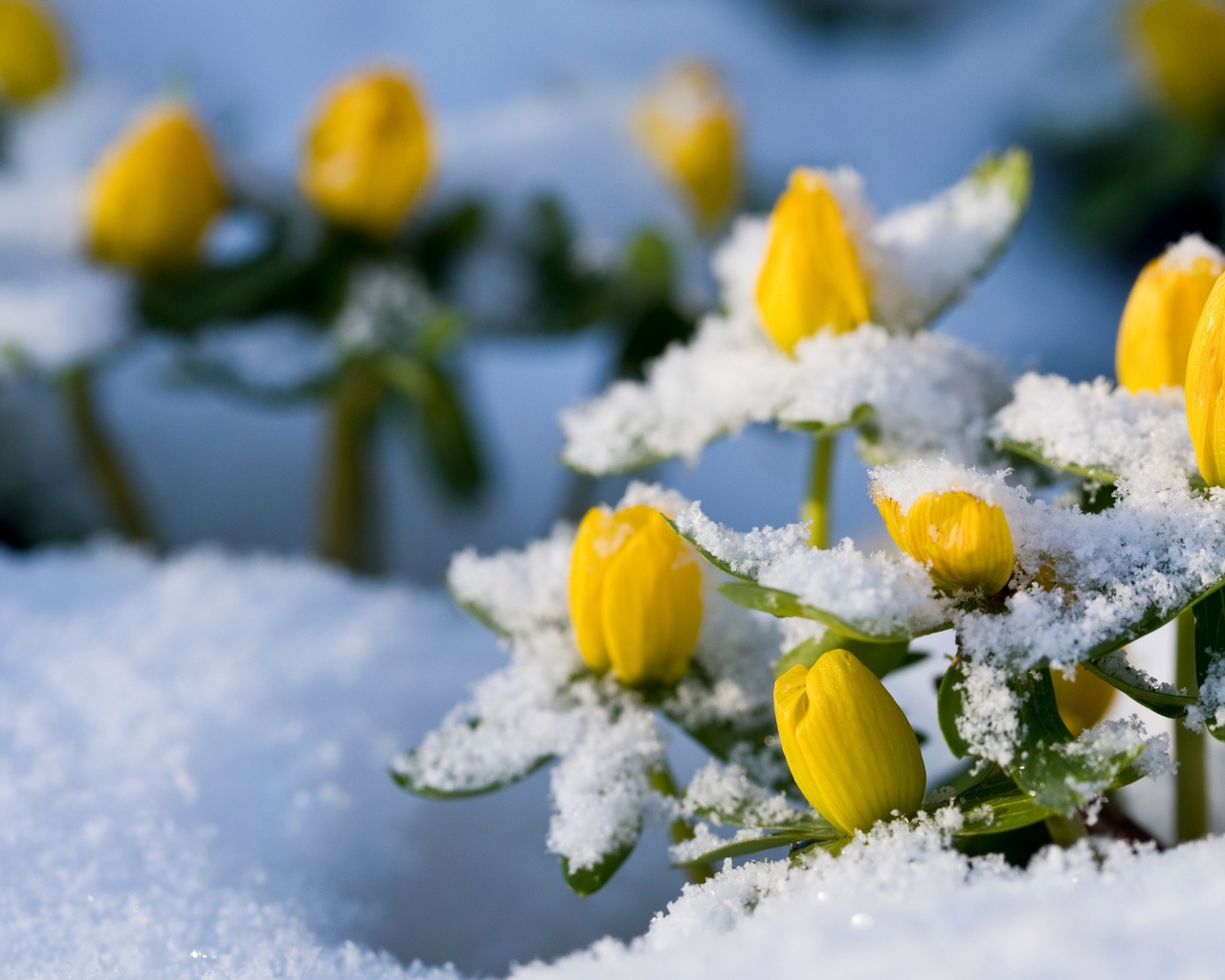 winter aconite, eranthis hyemalis, flowers