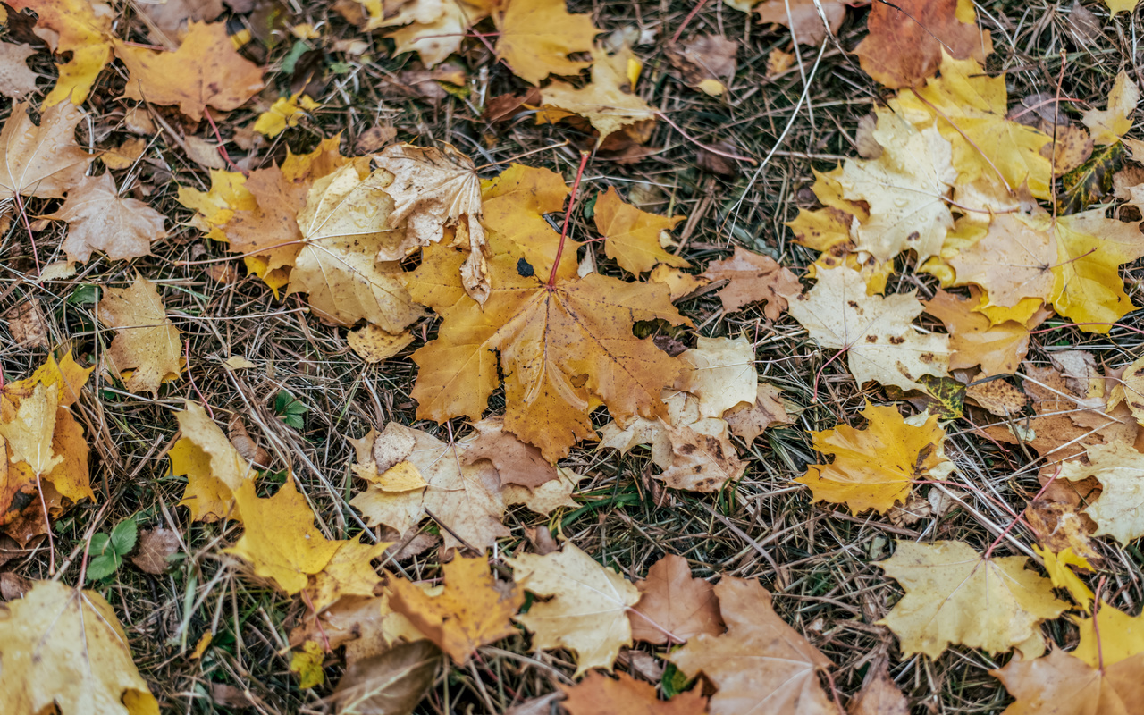 autumn leaves, after rain, autumn evening