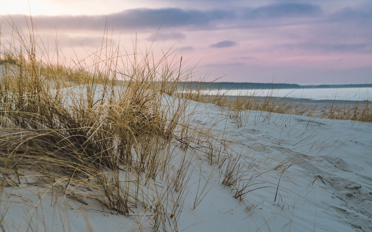 baltic sea, dune, grass, beach