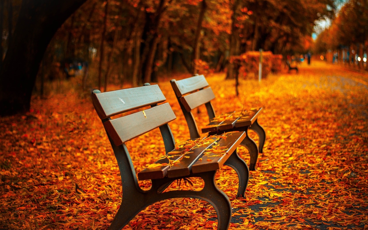 bench, leaf, autumn, park