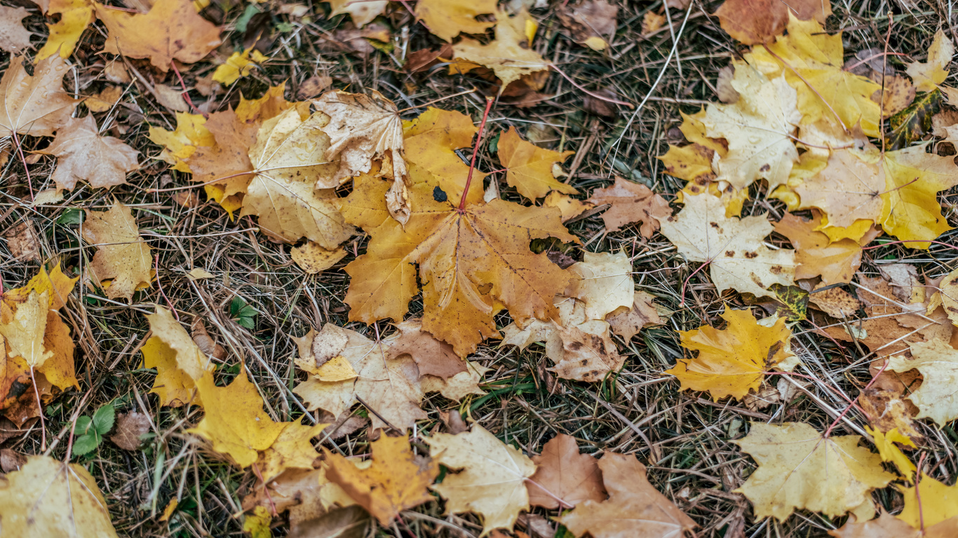 autumn leaves, after rain, autumn evening