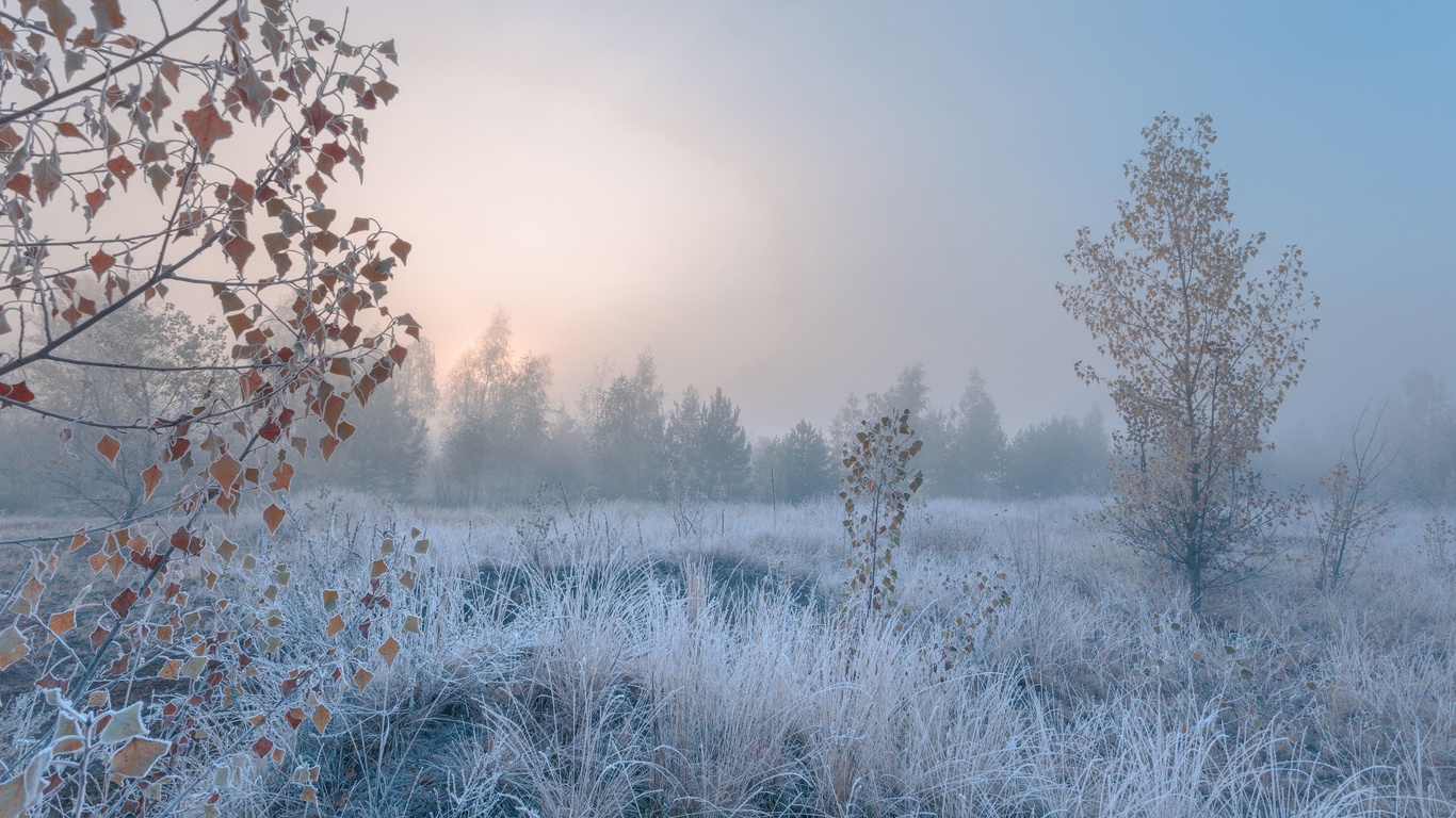 frosty morning, autumn, fog, cold landscape