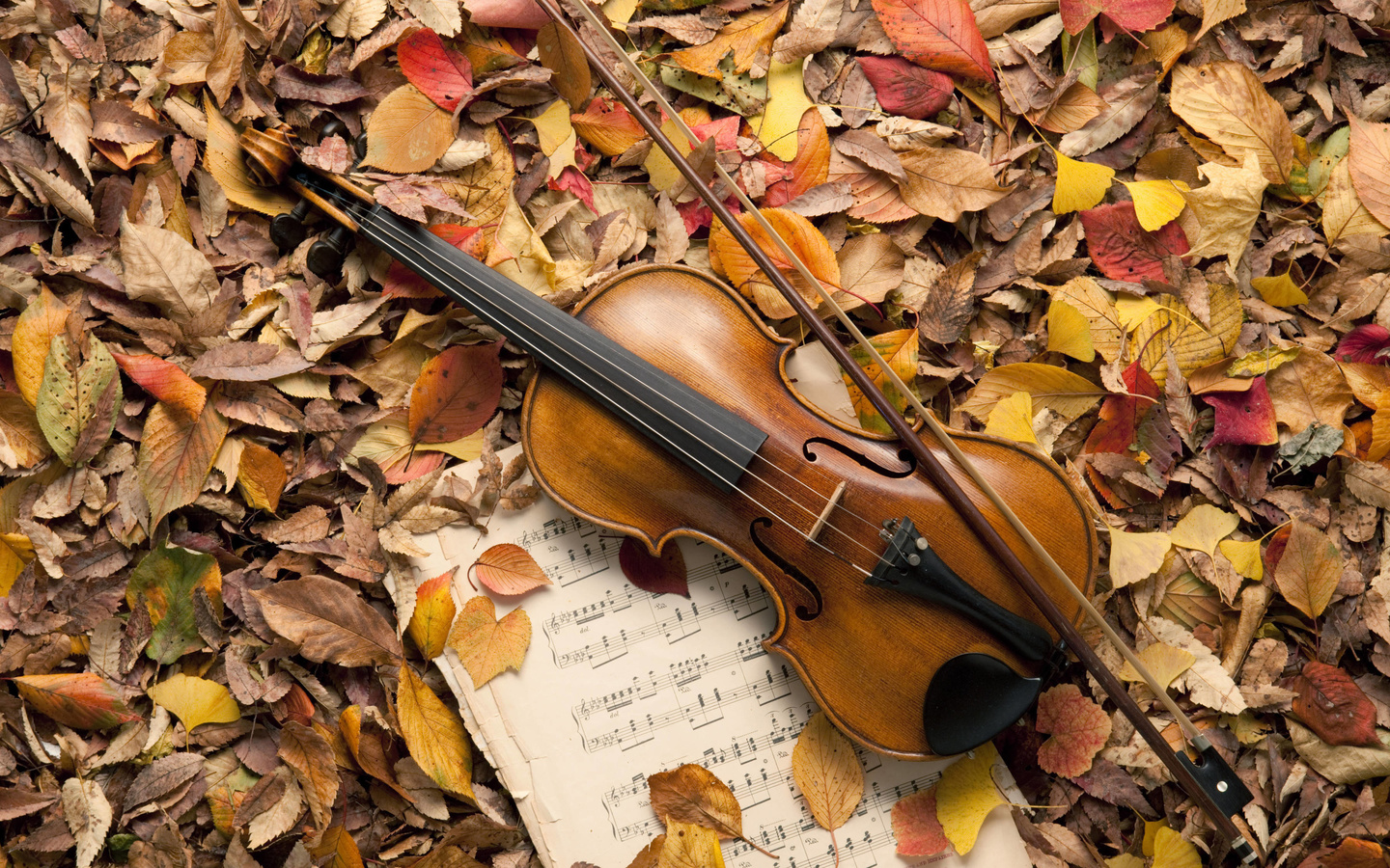 leaves, music, autumn, violin