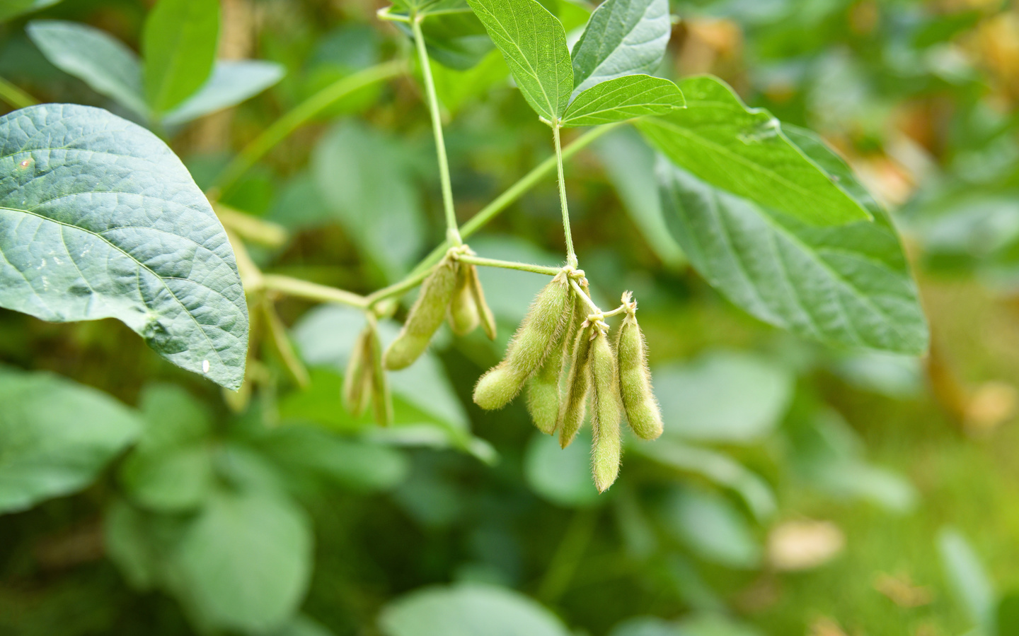 soybean, agriculture, nature