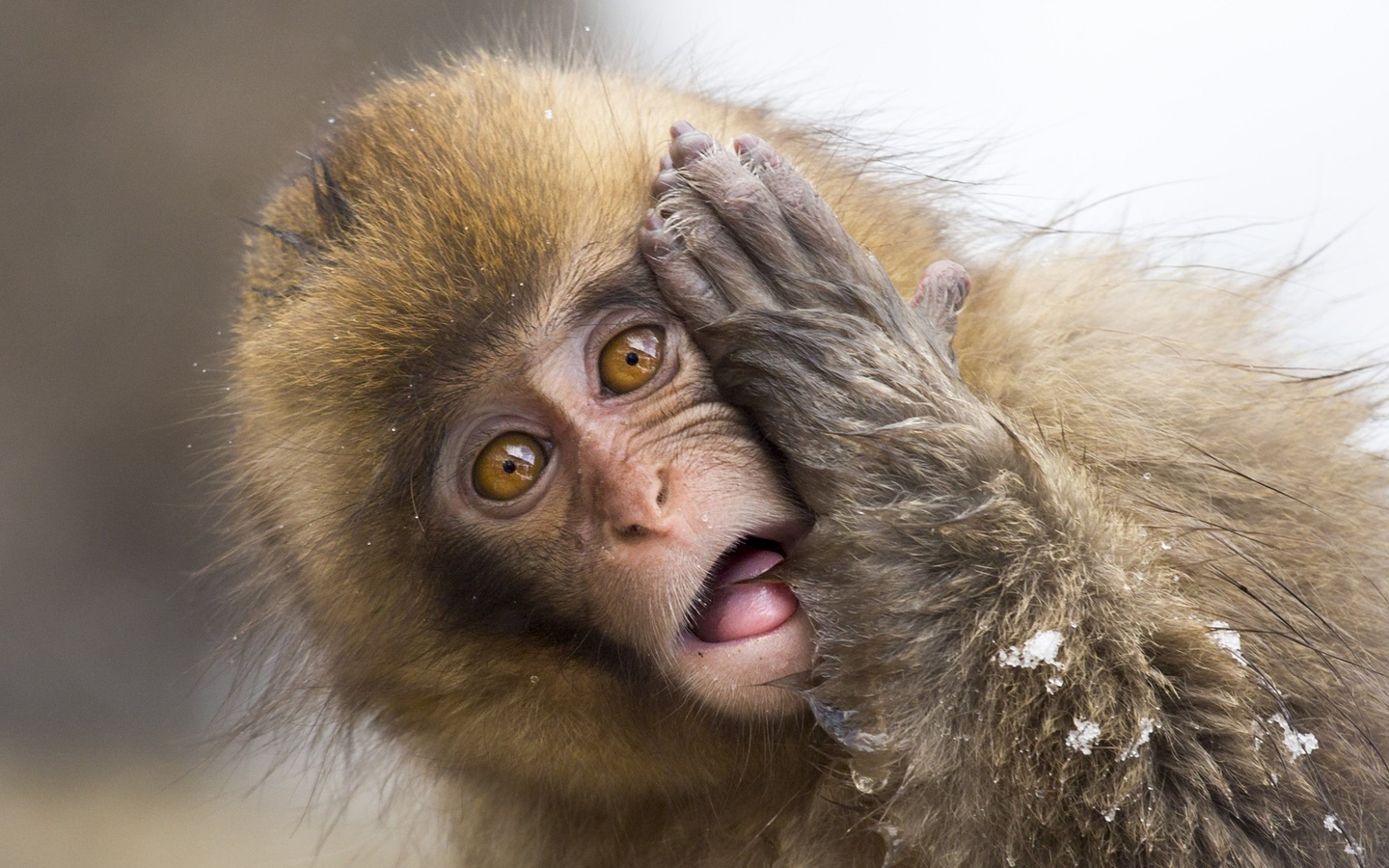 wildlife, japanese macaque, snow monkey, jigokudani monkey park, japan