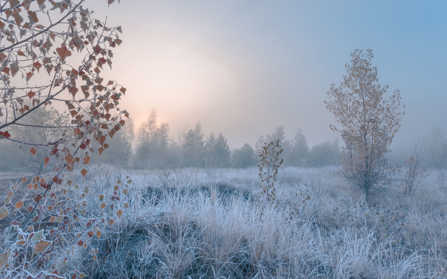 frosty morning, autumn, fog, cold landscape