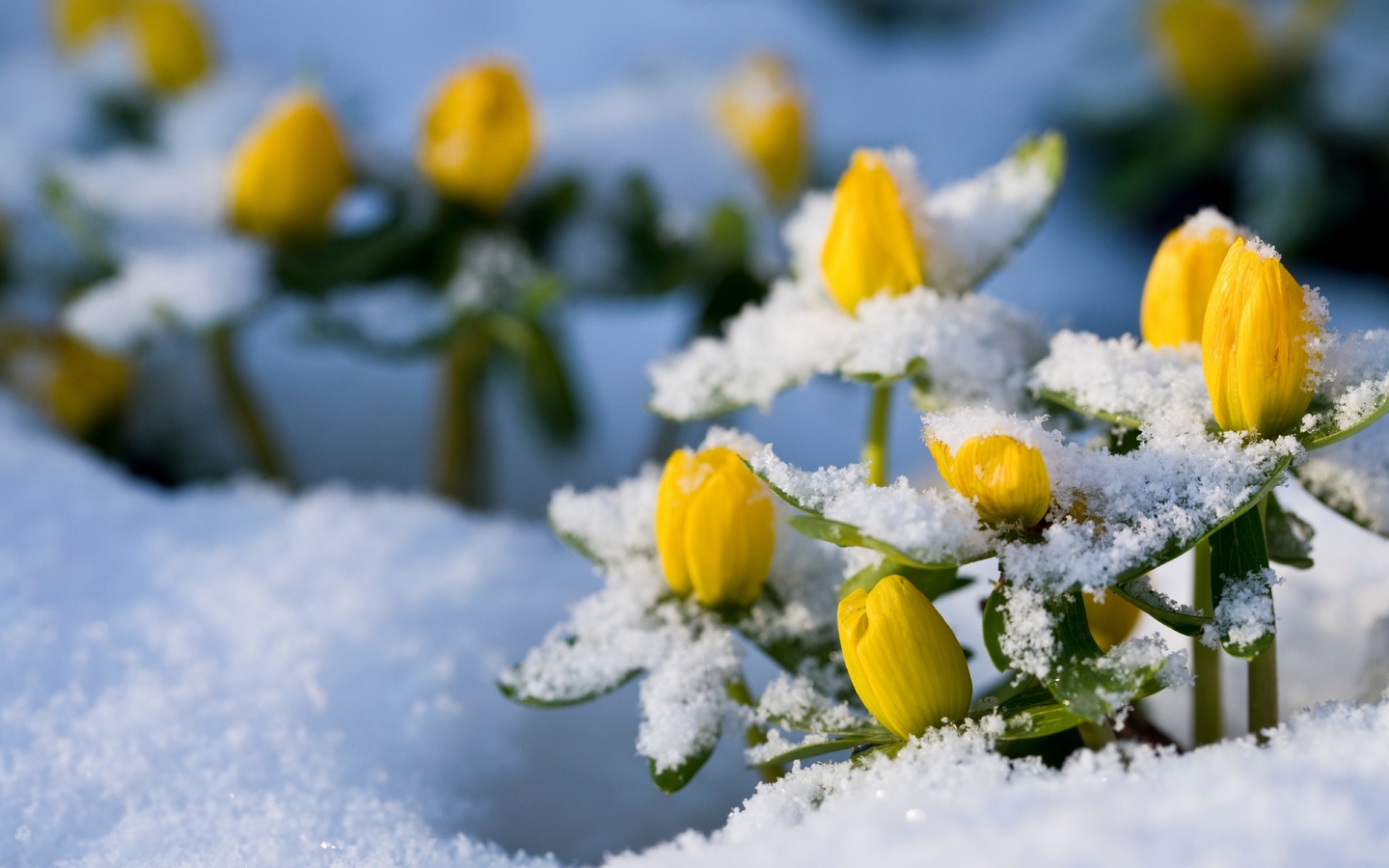 winter aconite, eranthis hyemalis, flowers