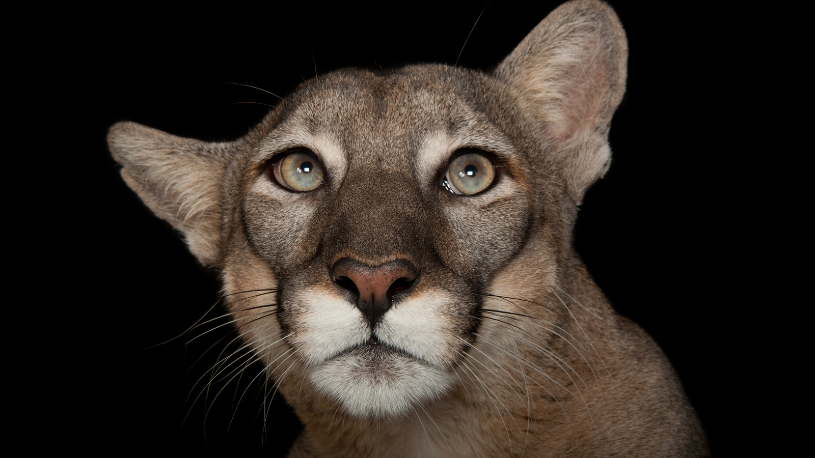 florida panther, tampas lowry park zoo, florida