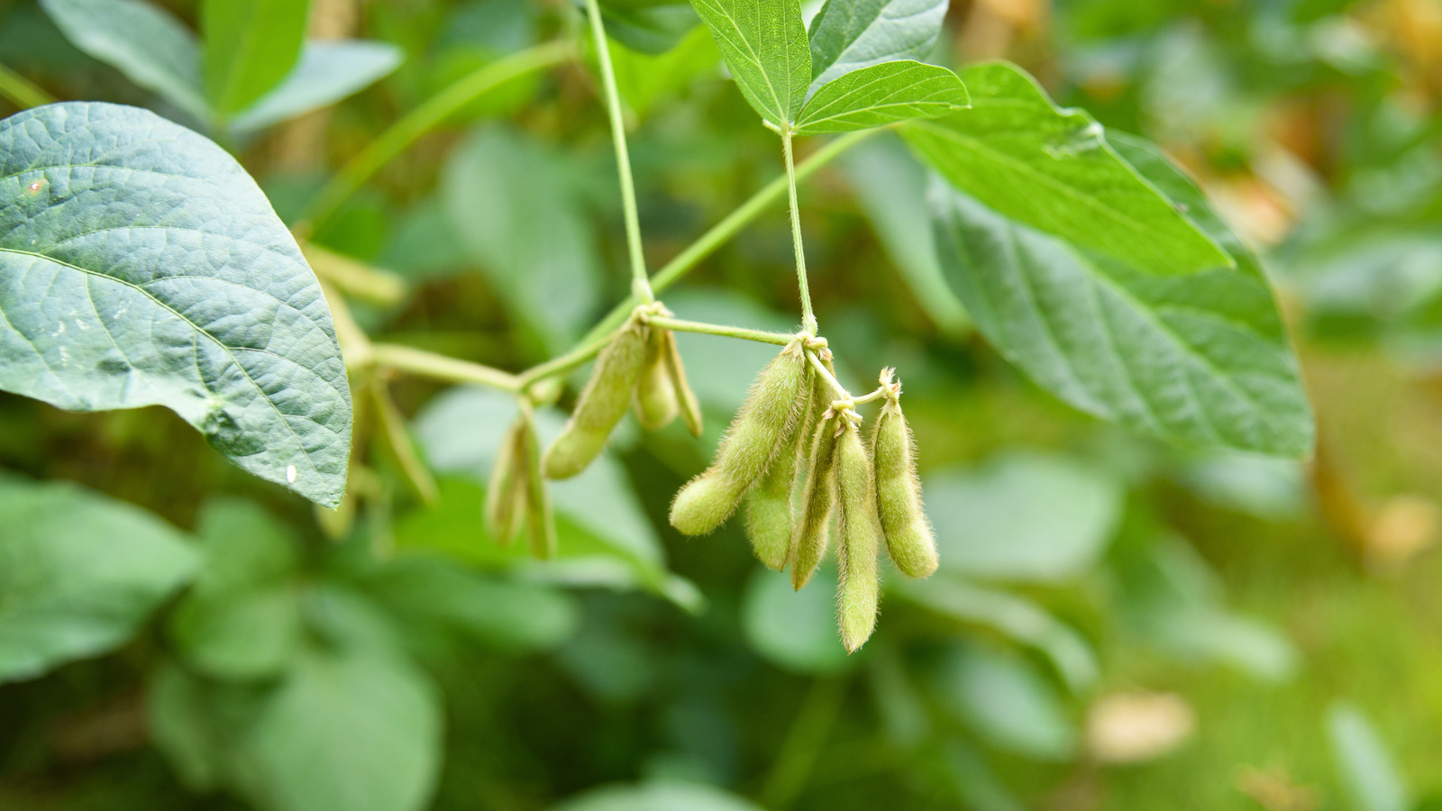 soybean, agriculture, nature