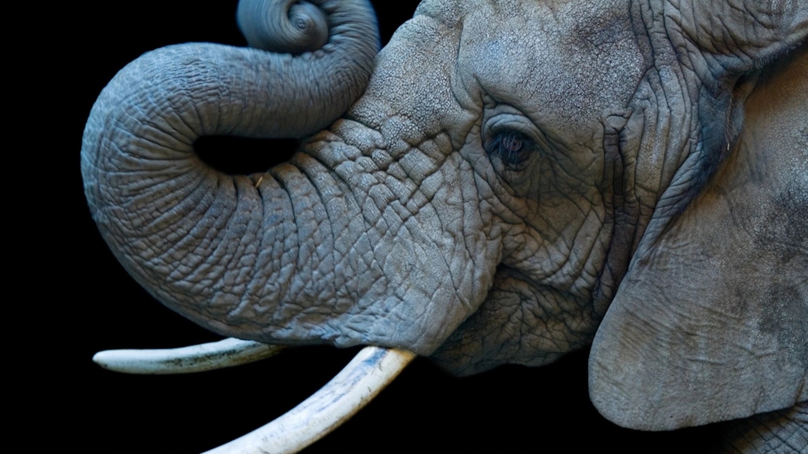 african elephant, cheyenne mountain zoo, colorado springs