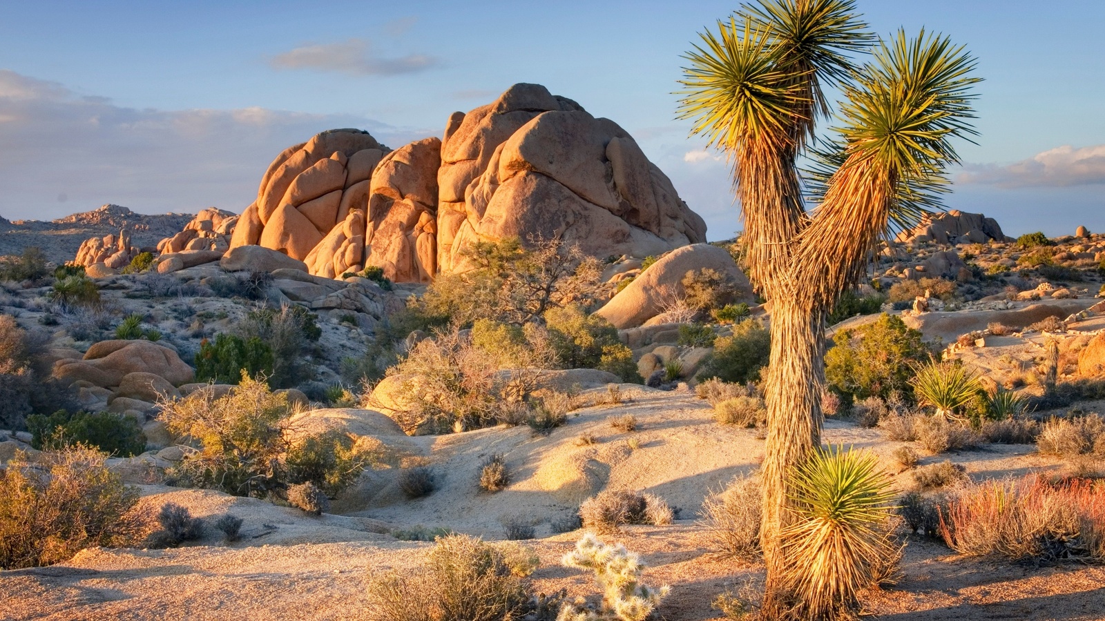 joshua tree national park, southeastern california, yucca brevifolia, joshua tree