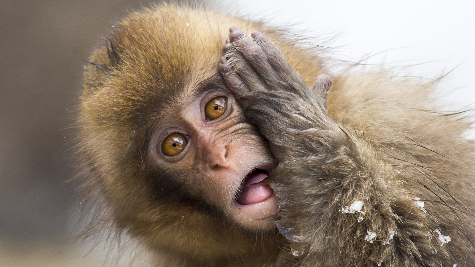 wildlife, japanese macaque, snow monkey, jigokudani monkey park, japan