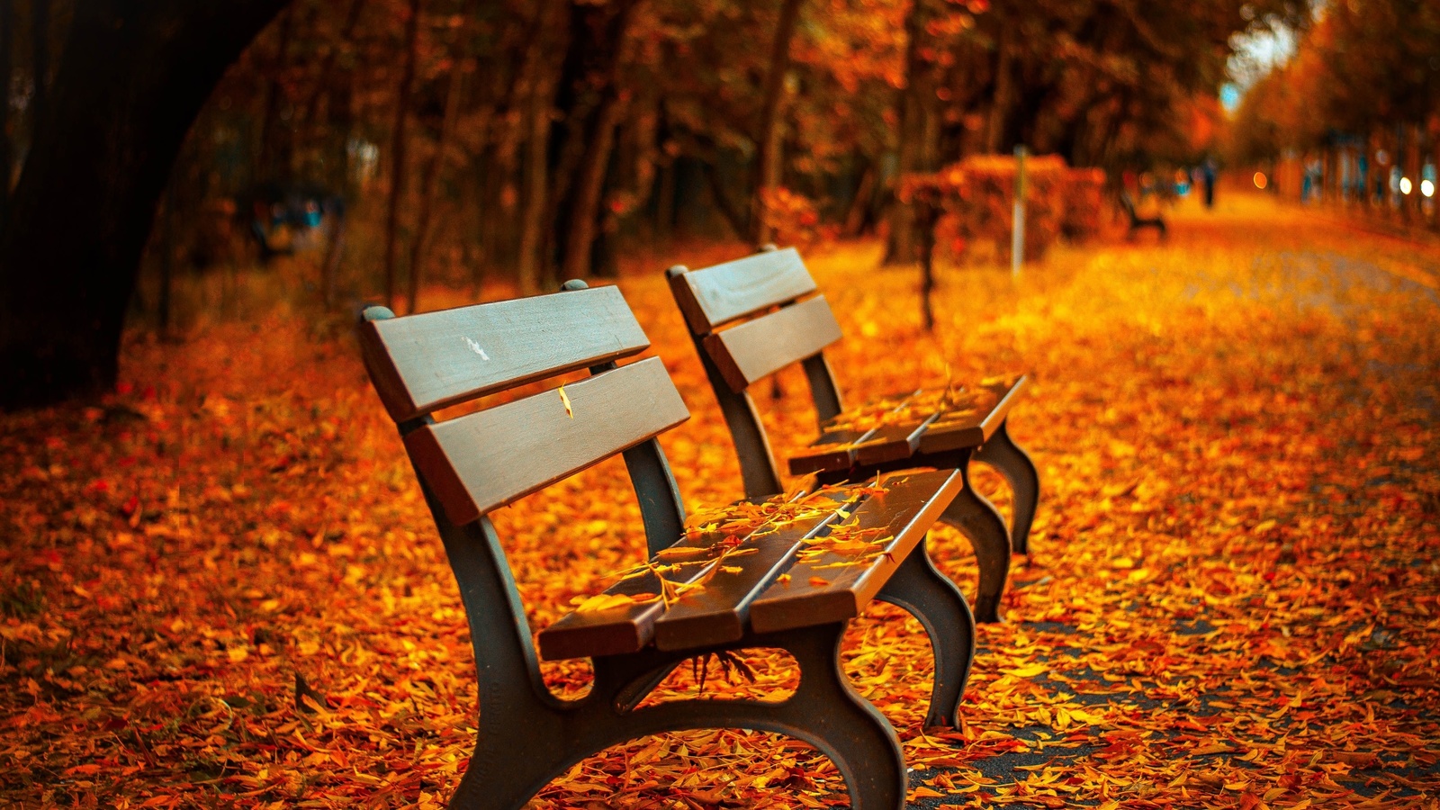 bench, leaf, autumn, park