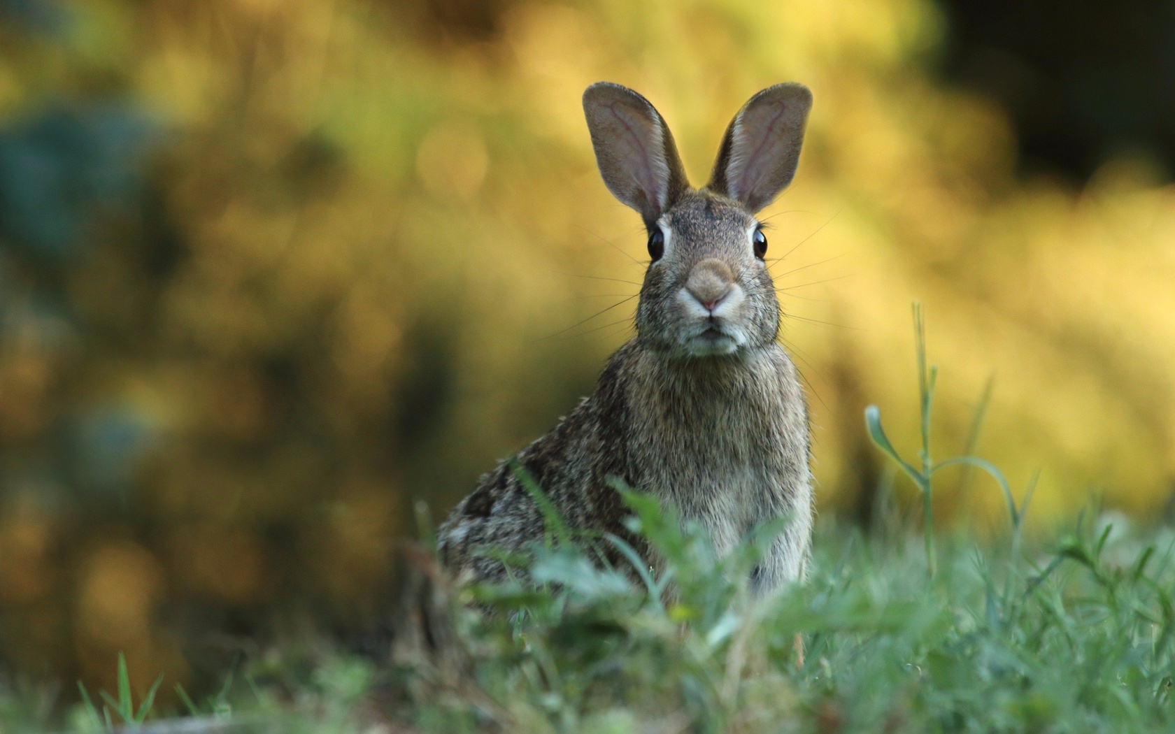 animals, toledo botanical garden, fluffy rabbit