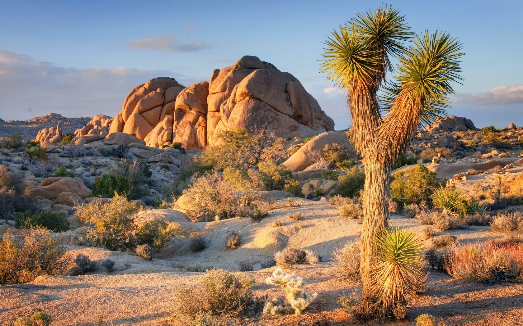 joshua tree national park, southeastern california, yucca brevifolia, joshua tree