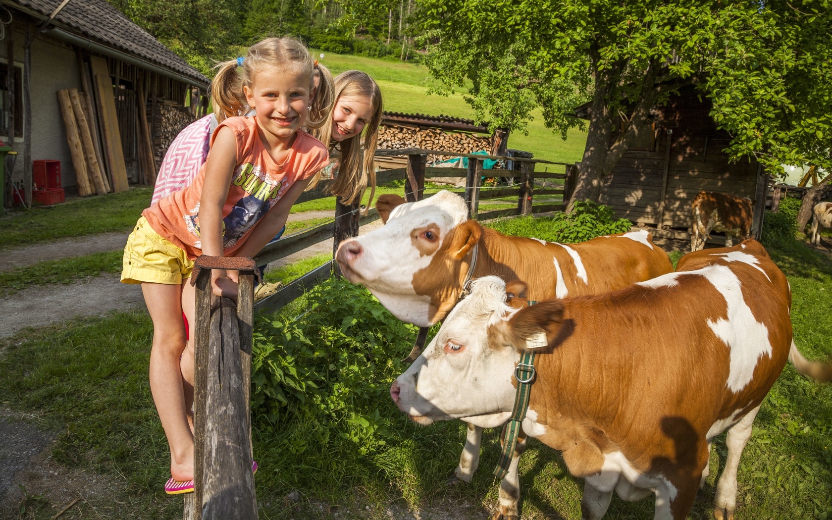 salzburg, farm holidays, austria, organic farm, cows