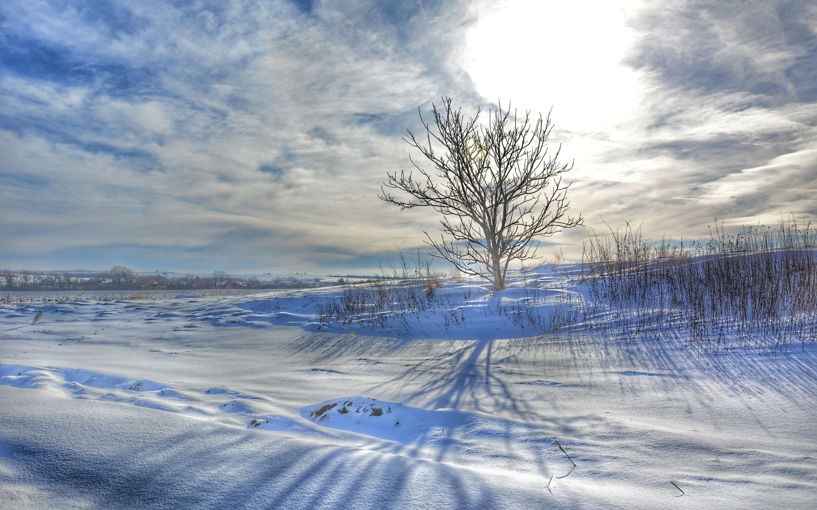 nature, winter, slovakia, morning, lonely tree