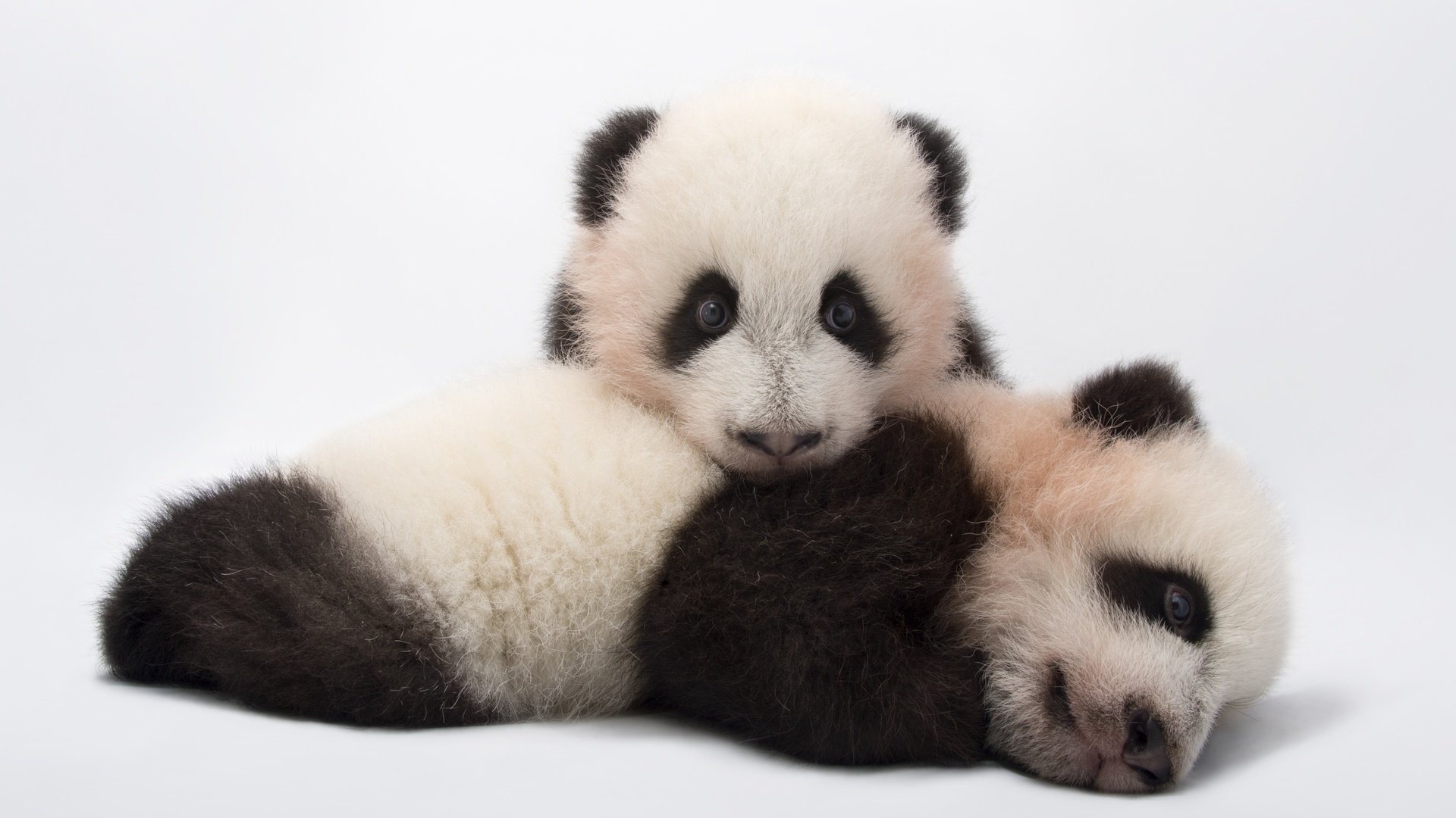 Картинки zoo atlanta, giant panda cubs, ailuropoda melanoleuca - обои