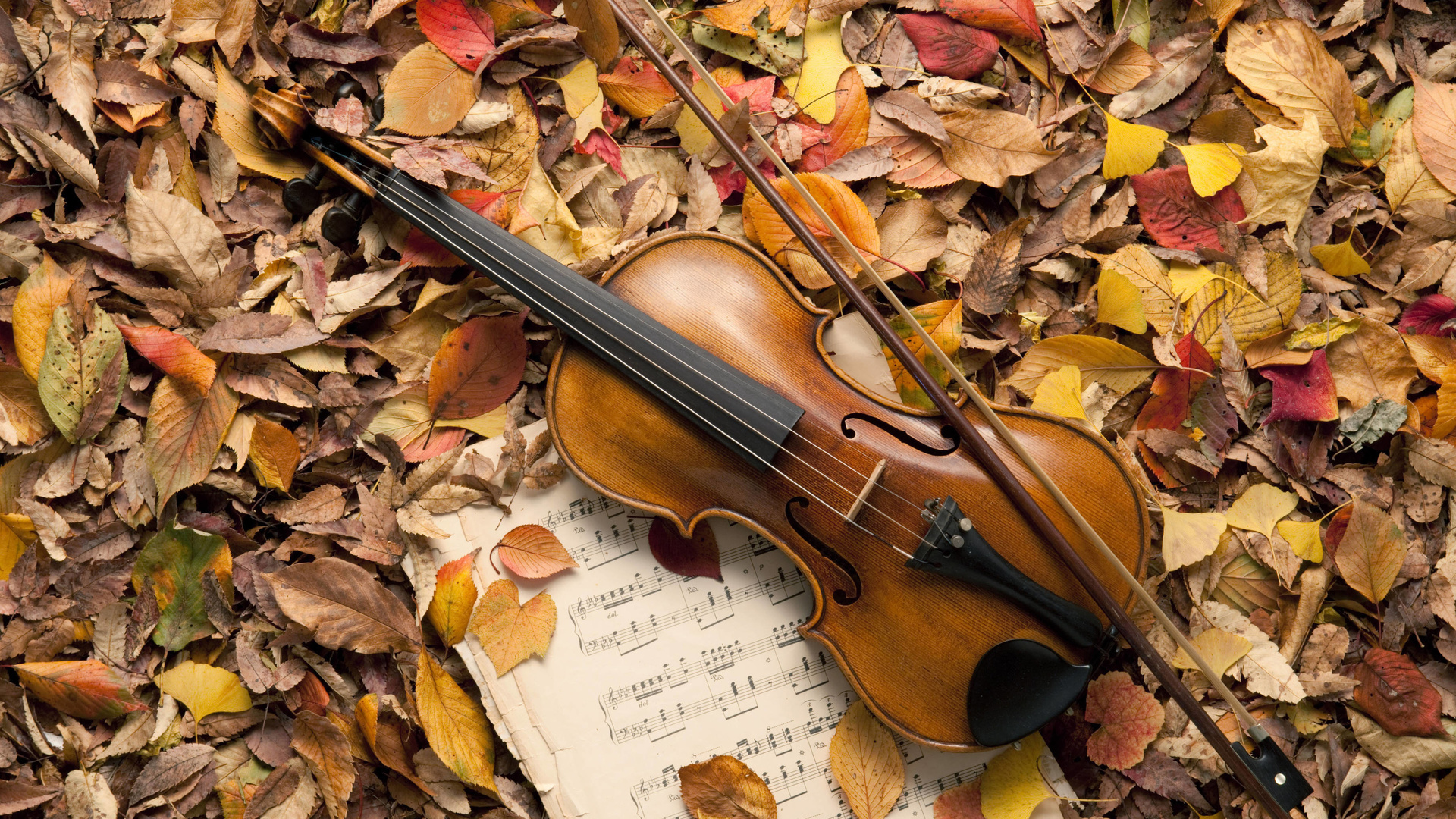 leaves, music, autumn, violin