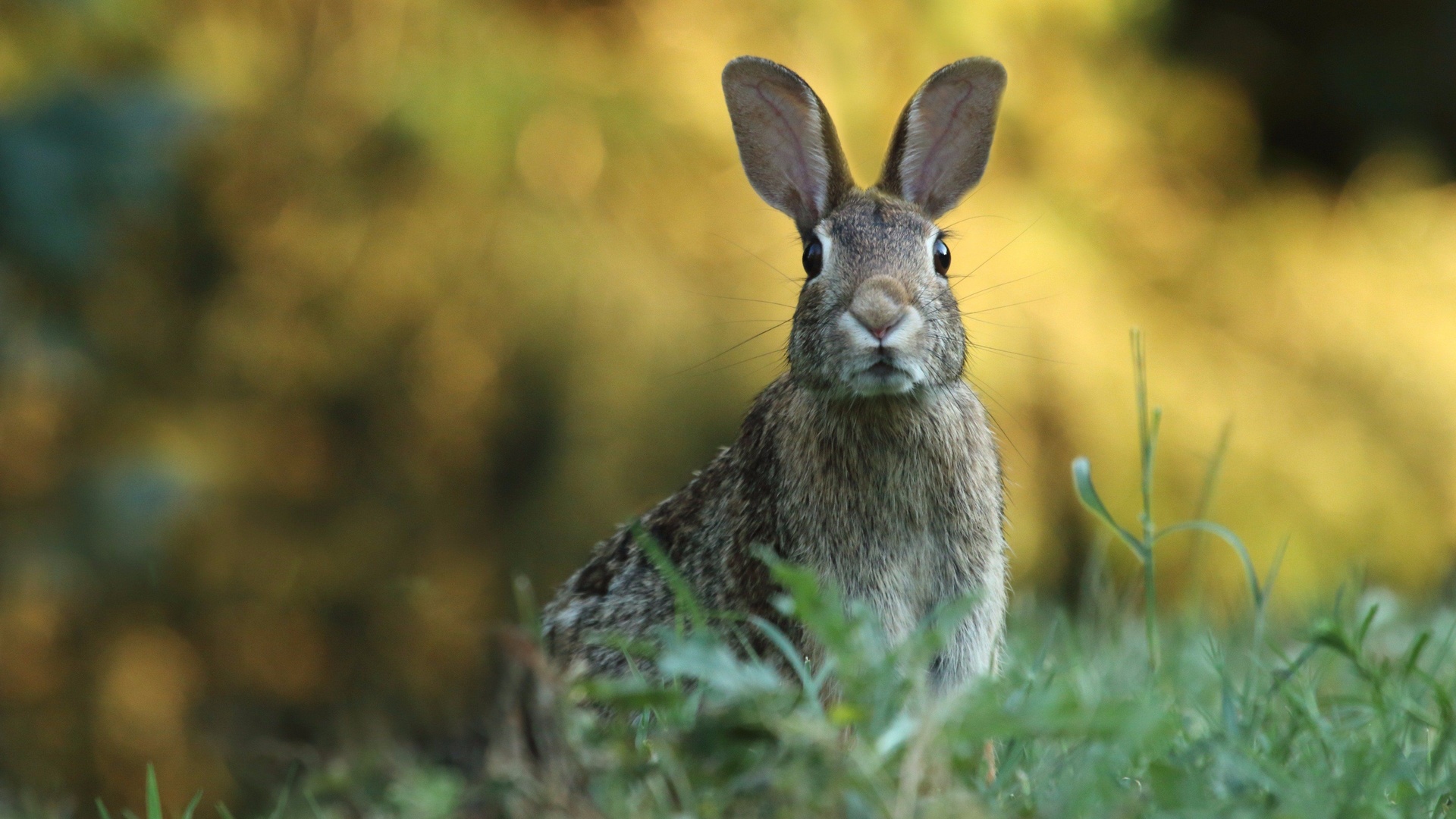 animals, toledo botanical garden, fluffy rabbit