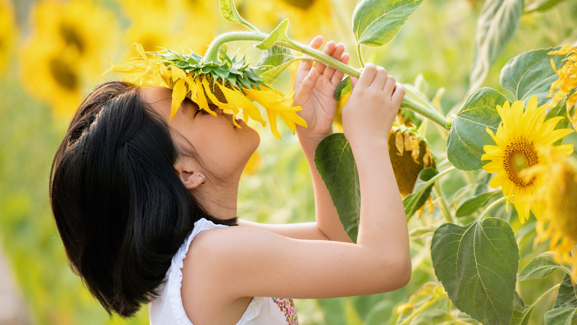 nature, little girl, summer, sunflowers