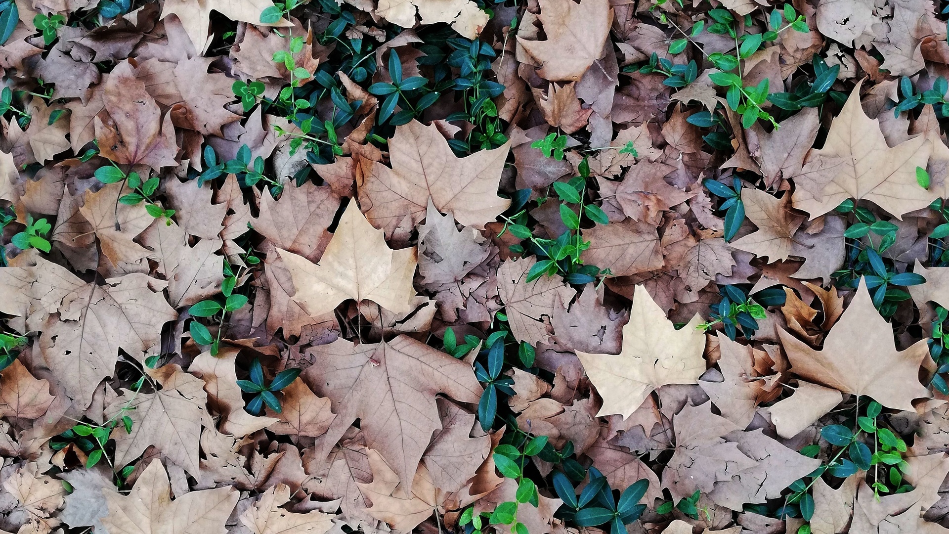 forest, ground, leaves, texture