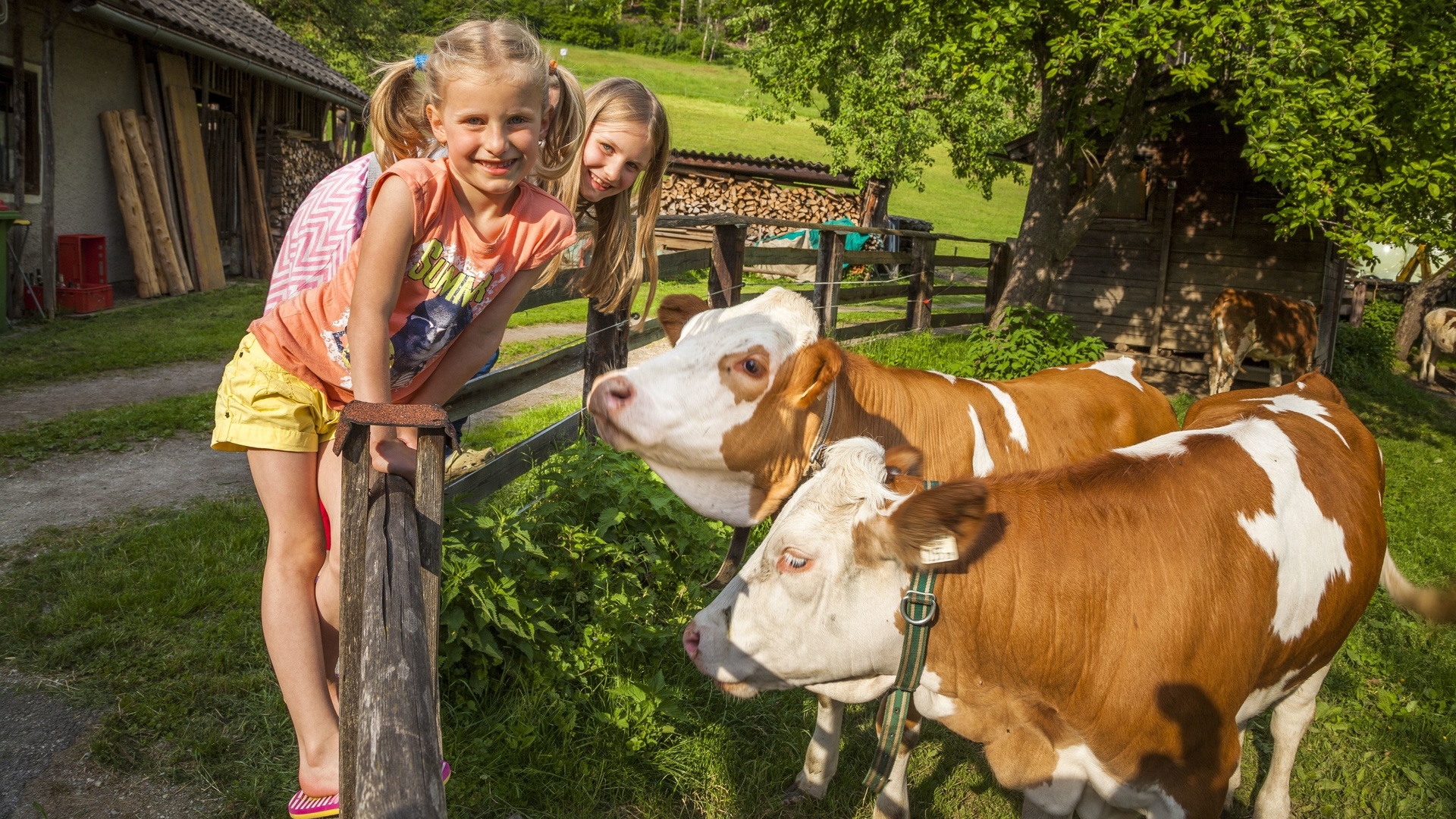 salzburg, farm holidays, austria, organic farm, cows