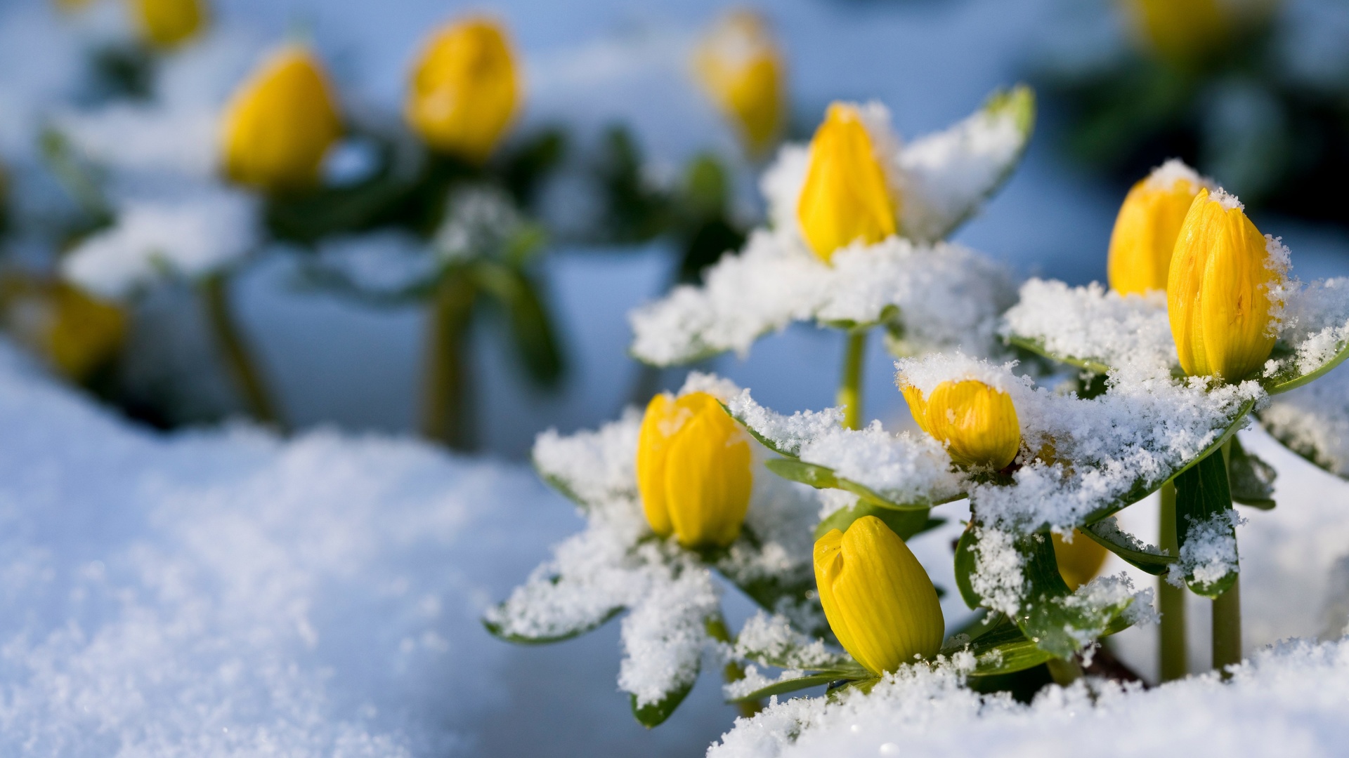 winter aconite, eranthis hyemalis, flowers