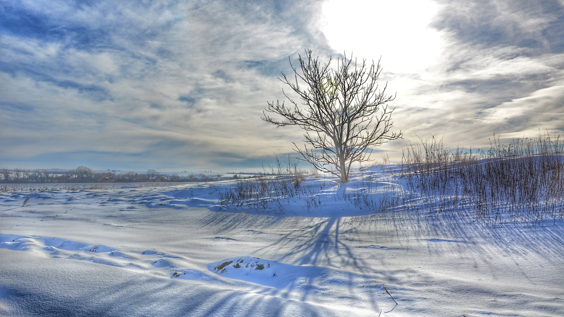 nature, winter, slovakia, morning, lonely tree