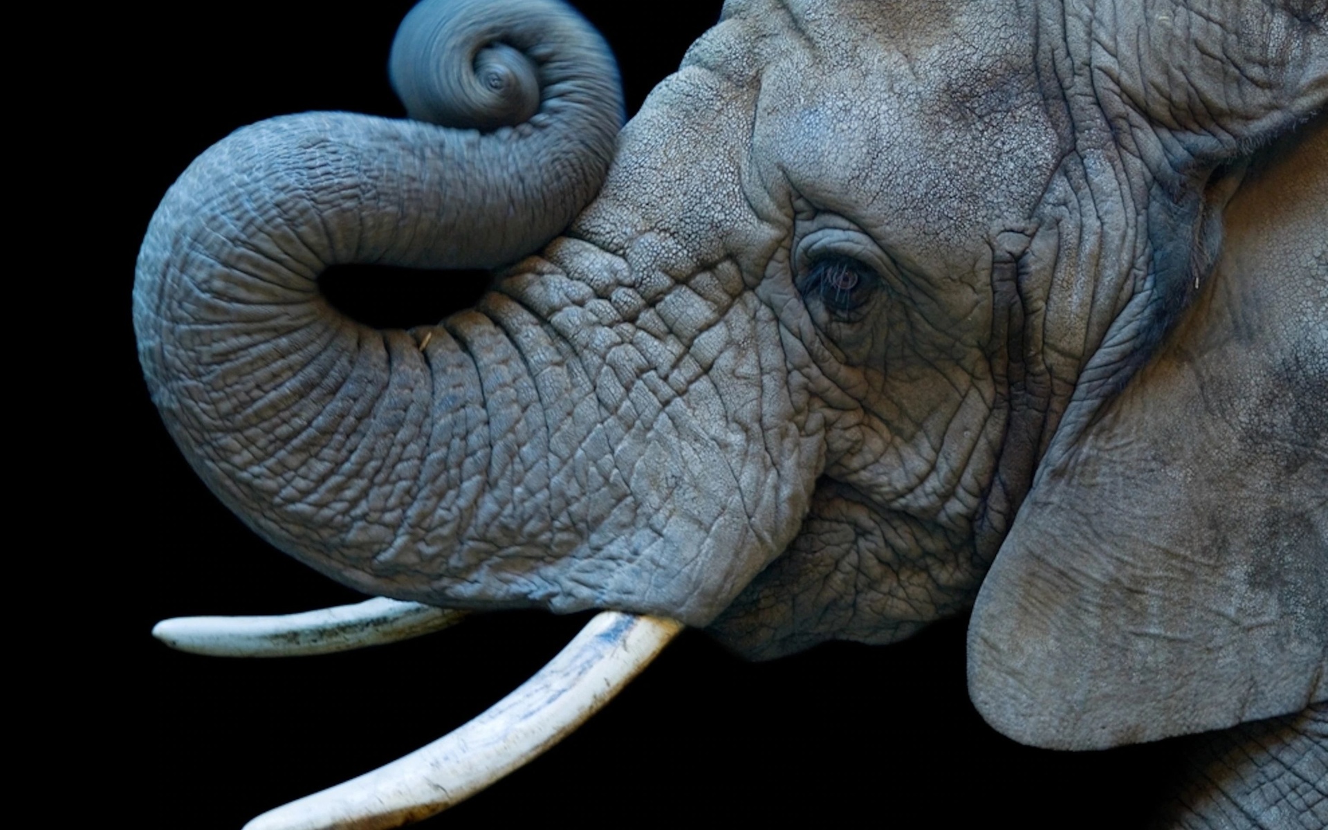 african elephant, cheyenne mountain zoo, colorado springs