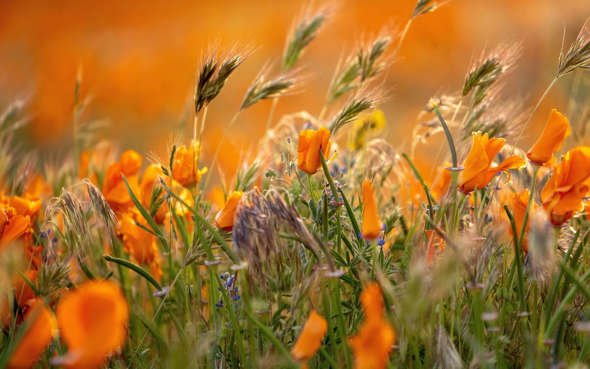 flowers, nature, breathtaking blooms