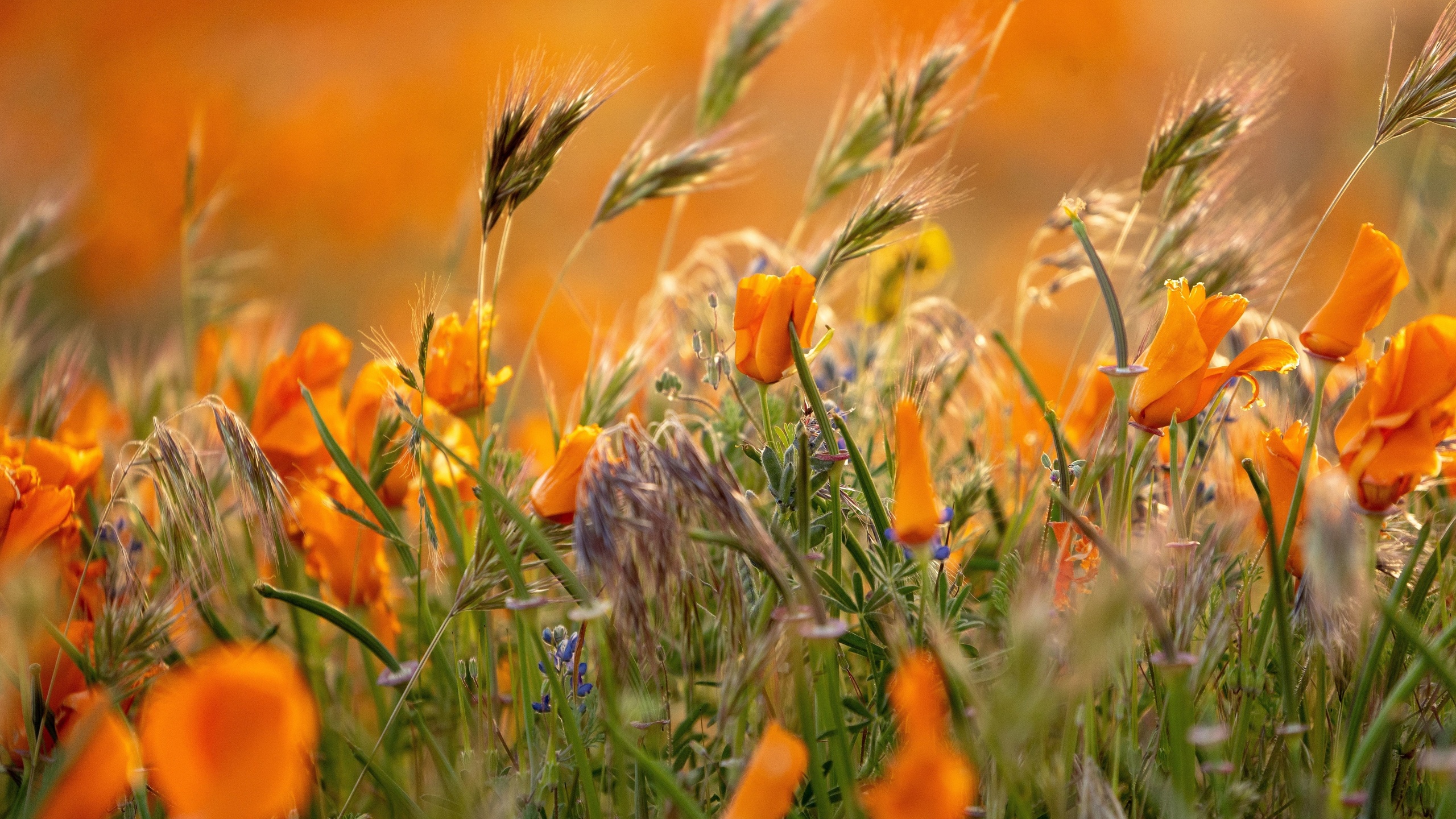 flowers, nature, breathtaking blooms