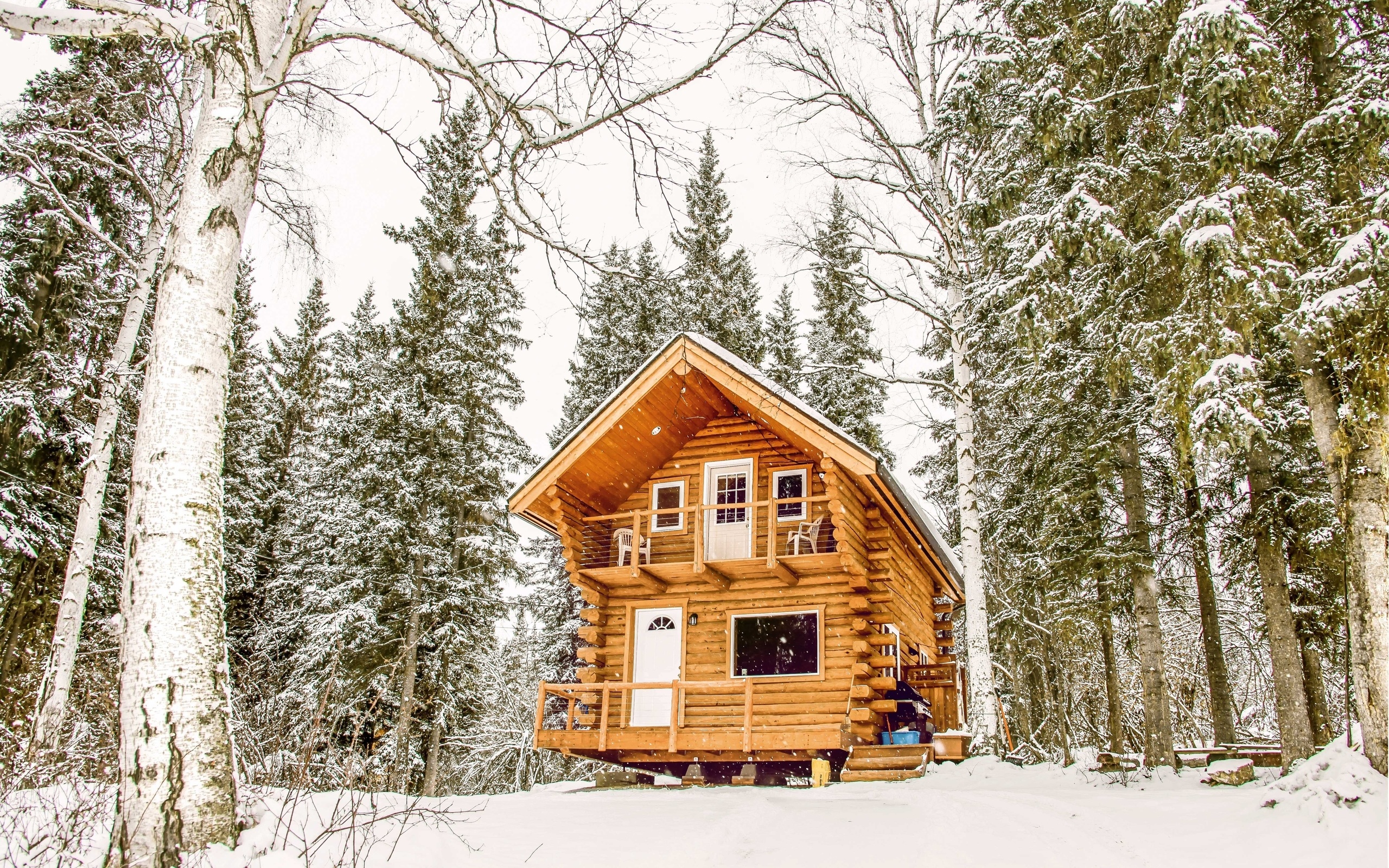 log cabin, wildlife, alaska