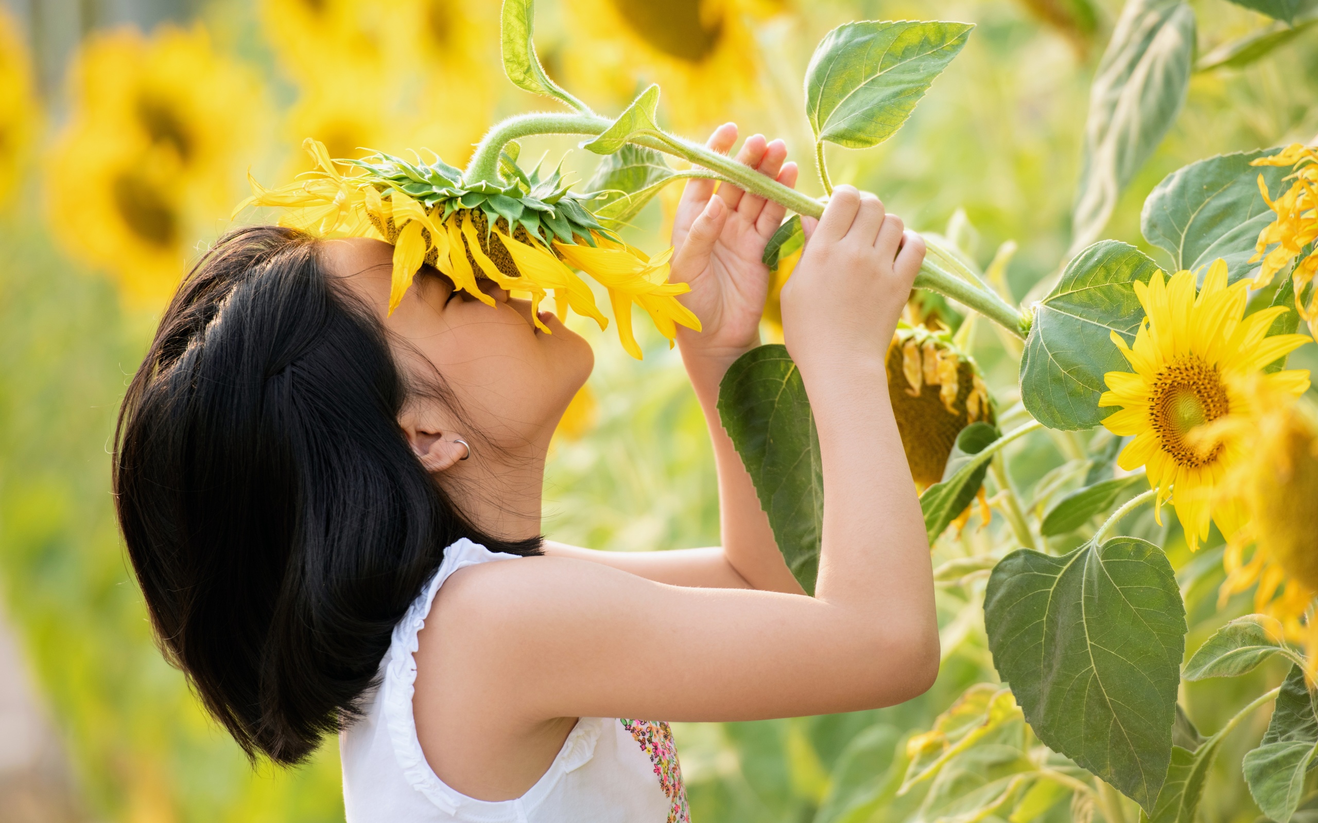 nature, little girl, summer, sunflowers