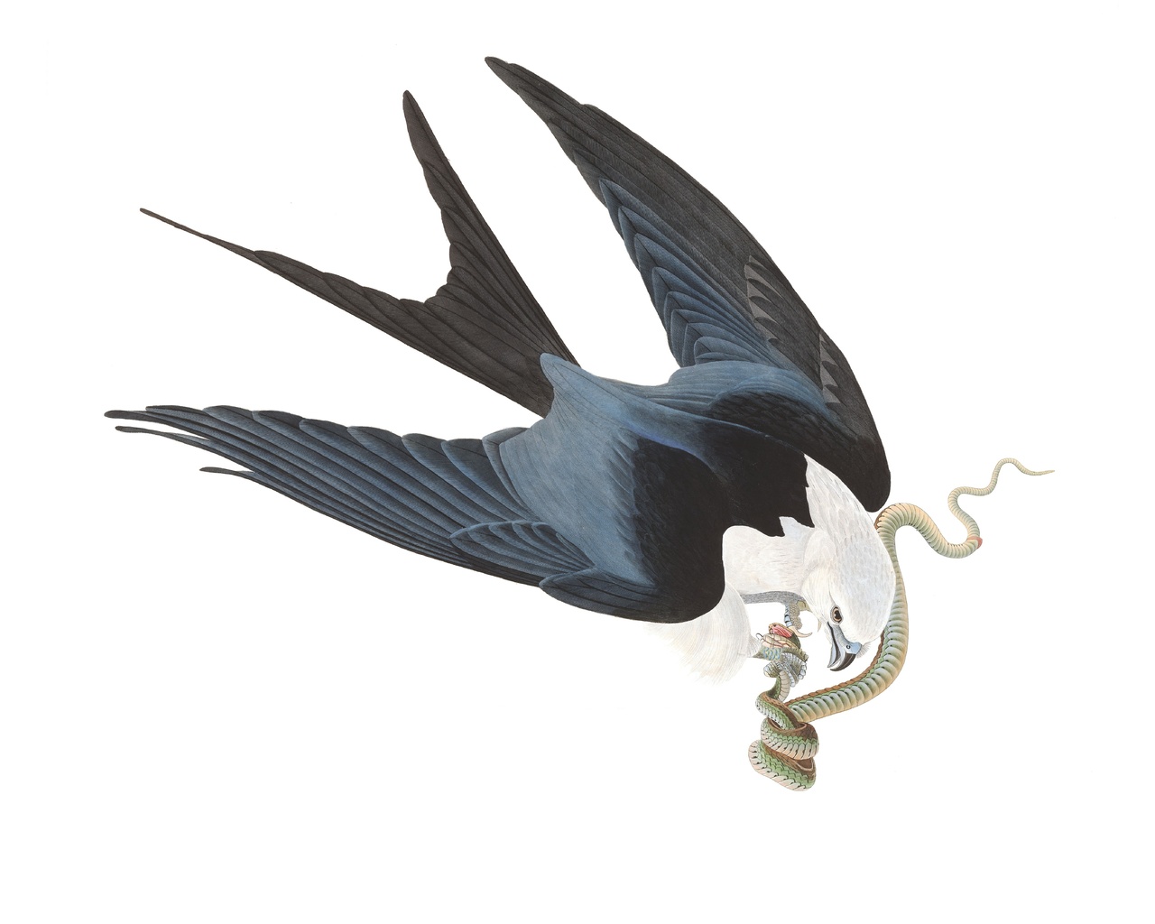 swallow-tailed kite, john james audubon, birds of north america